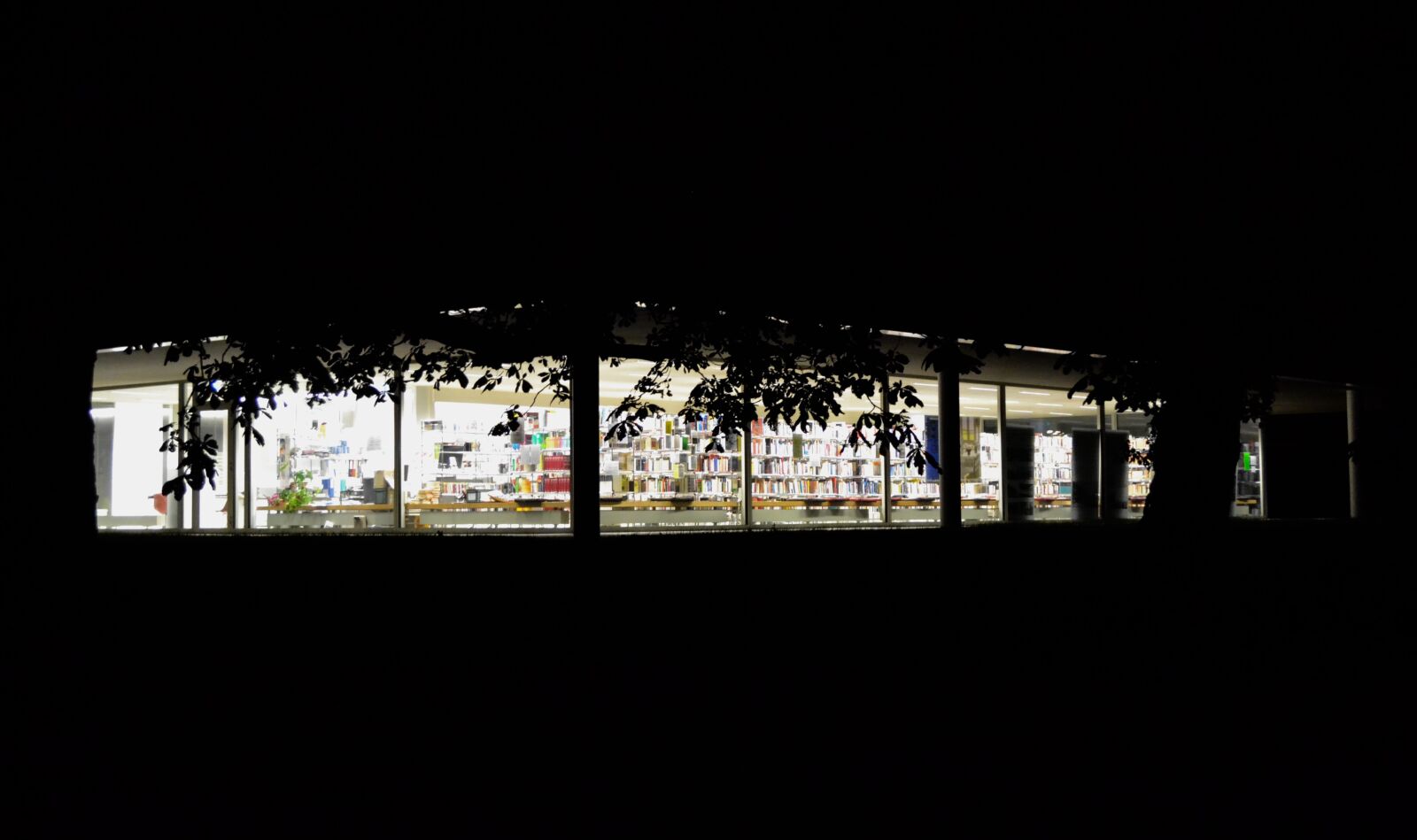 Nikon D3100 sample photo. Books, library, night, tree photography