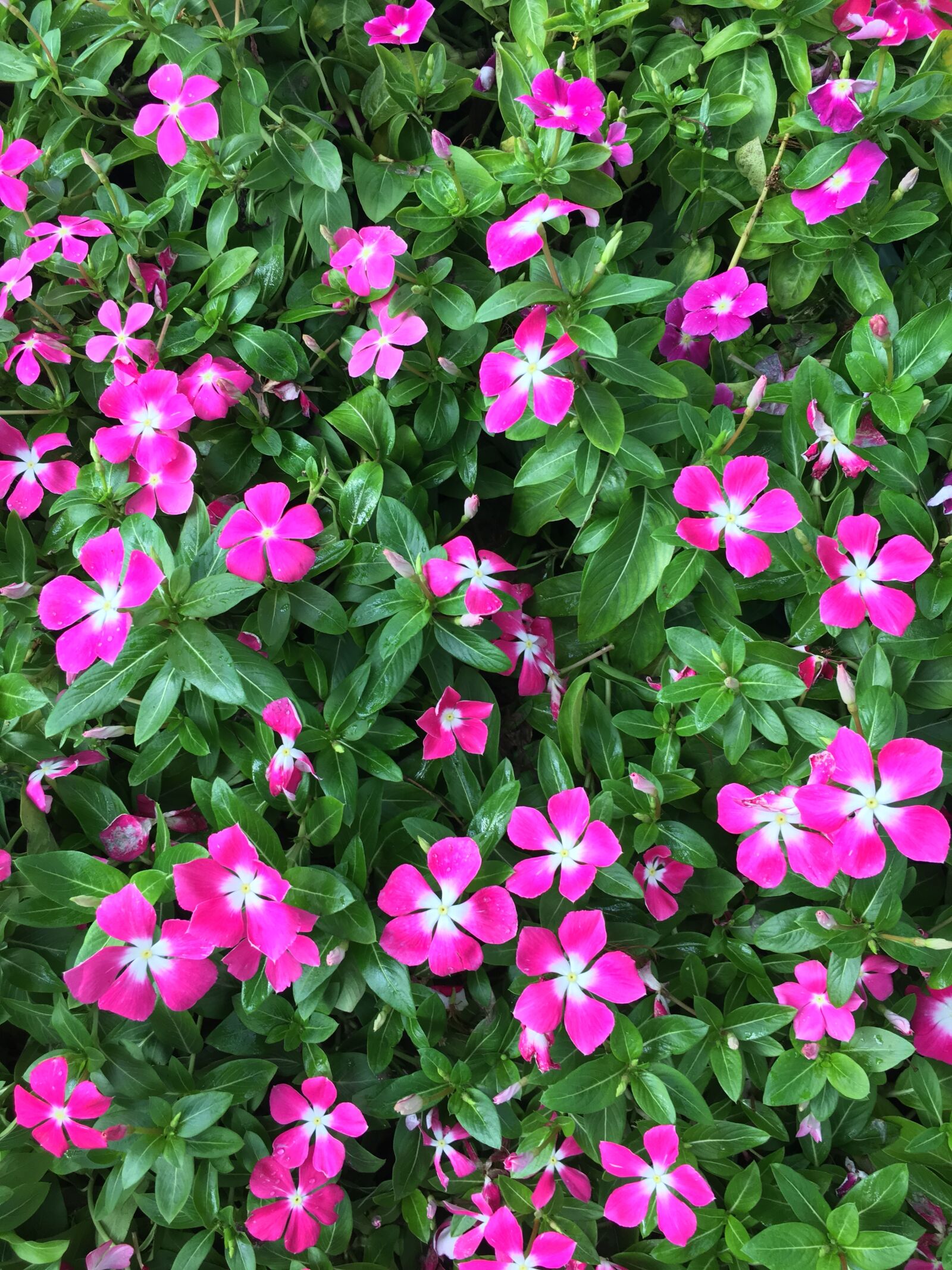 Apple iPhone 6s Plus sample photo. Vinca, wildflowers, magenta photography