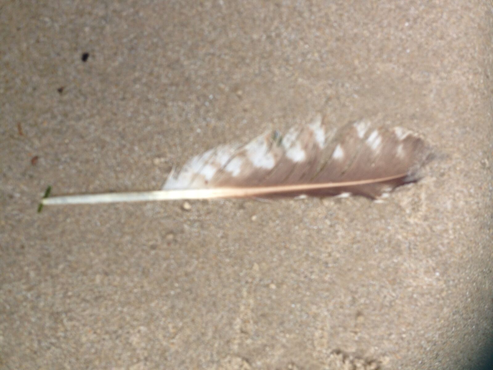 iPhone 5 back camera 4.12mm f/2.4 sample photo. Feather, nature photography