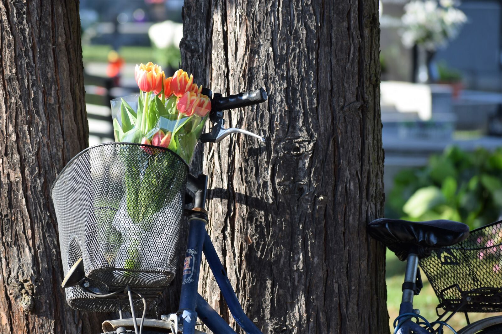 Nikon D3300 sample photo. Bike, basket, tulips photography