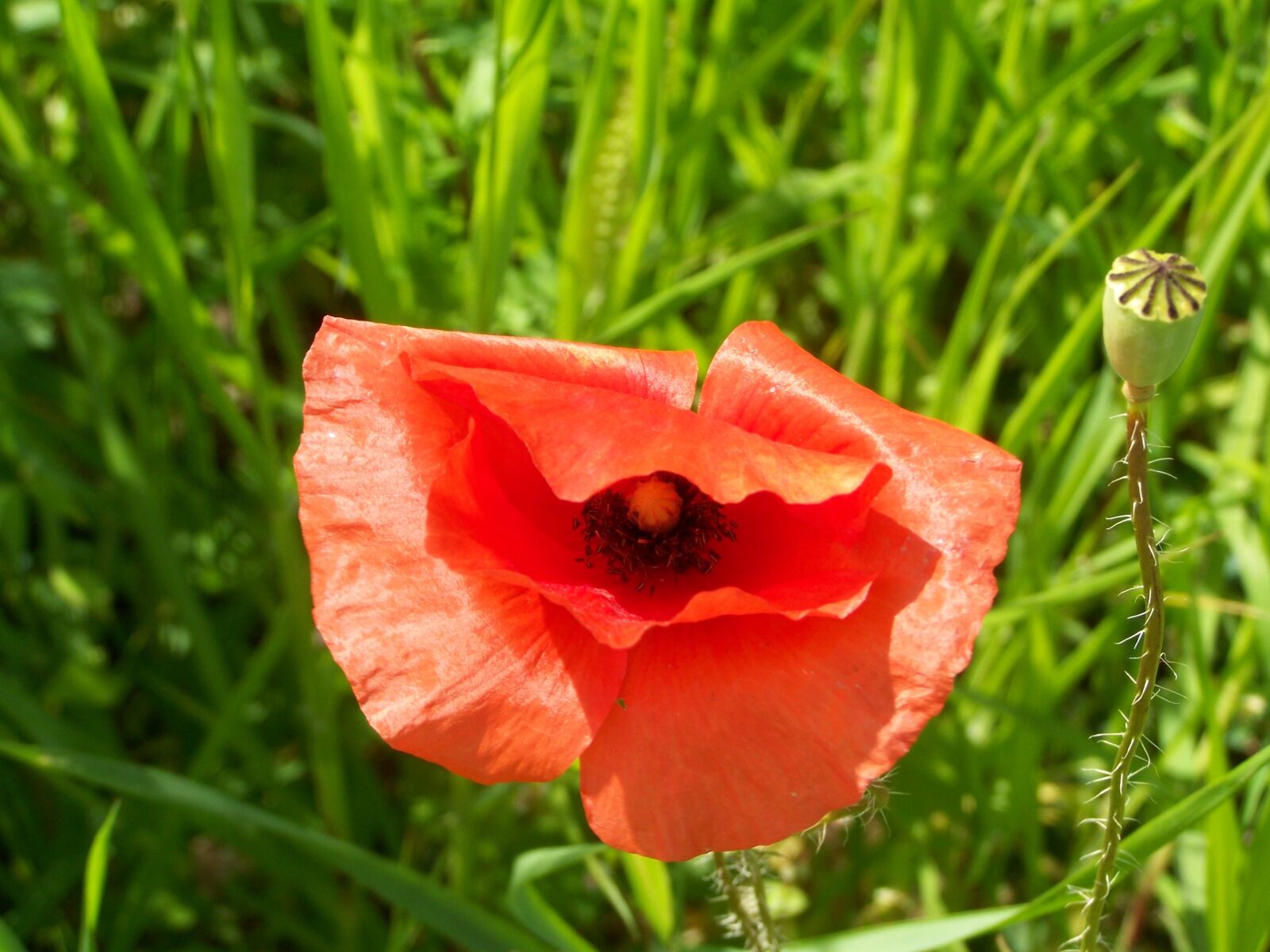 Kodak EASYSHARE ZD710 ZOOM DIGITAL CAMERA sample photo. Red poppy, meadow flower photography