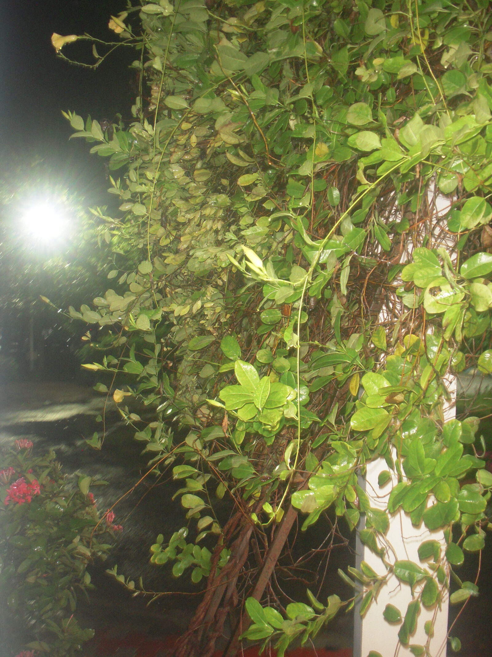 Nikon Coolpix S52 sample photo