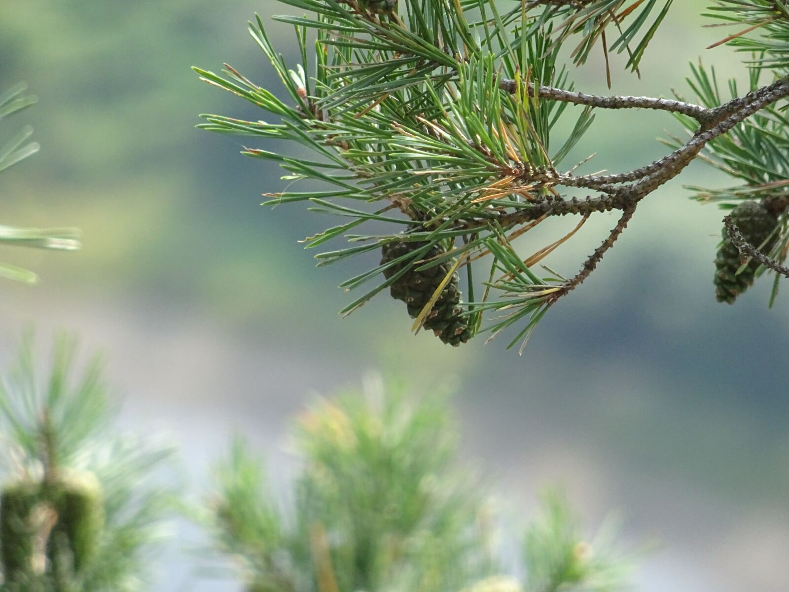 Sony DSC-HX60 sample photo. Needle, pine, nature photography