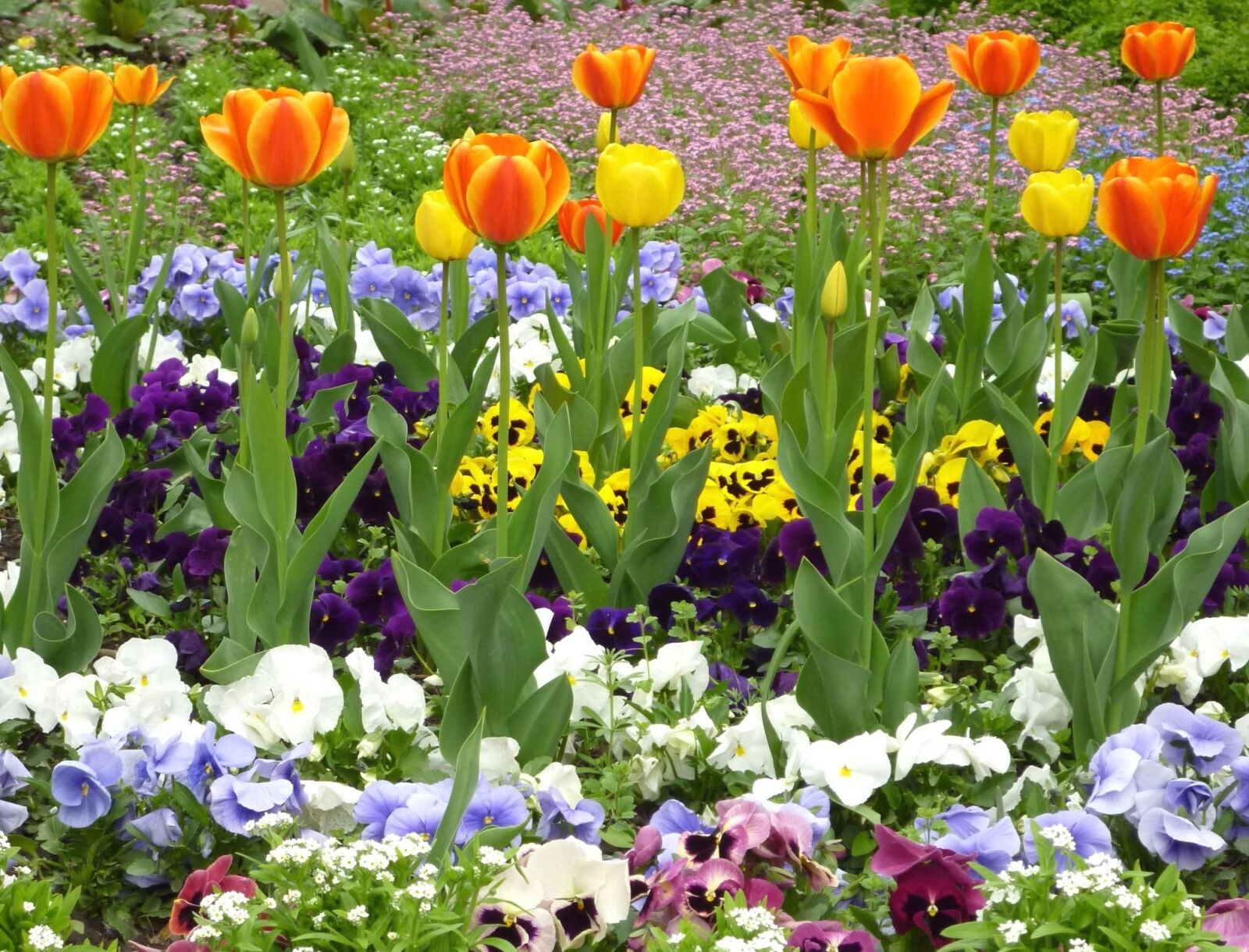 Panasonic Lumix DMC-S1 sample photo. Spring time, tulips, flower photography