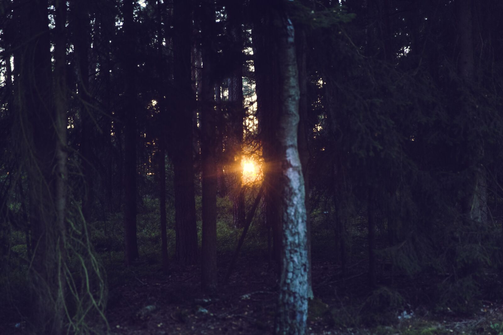 Canon EF 24-70mm F2.8L II USM sample photo. Sunset, rays, light photography