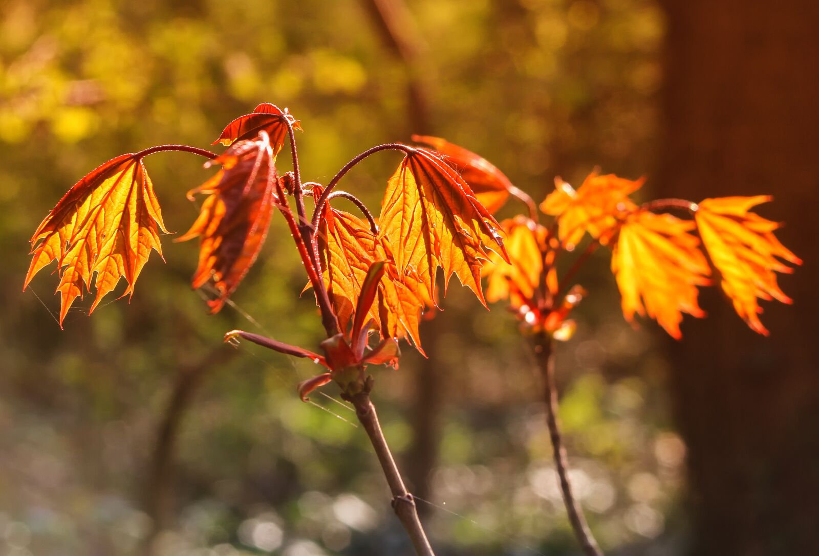 Canon EOS 60D sample photo. Leaf, spring, nature photography