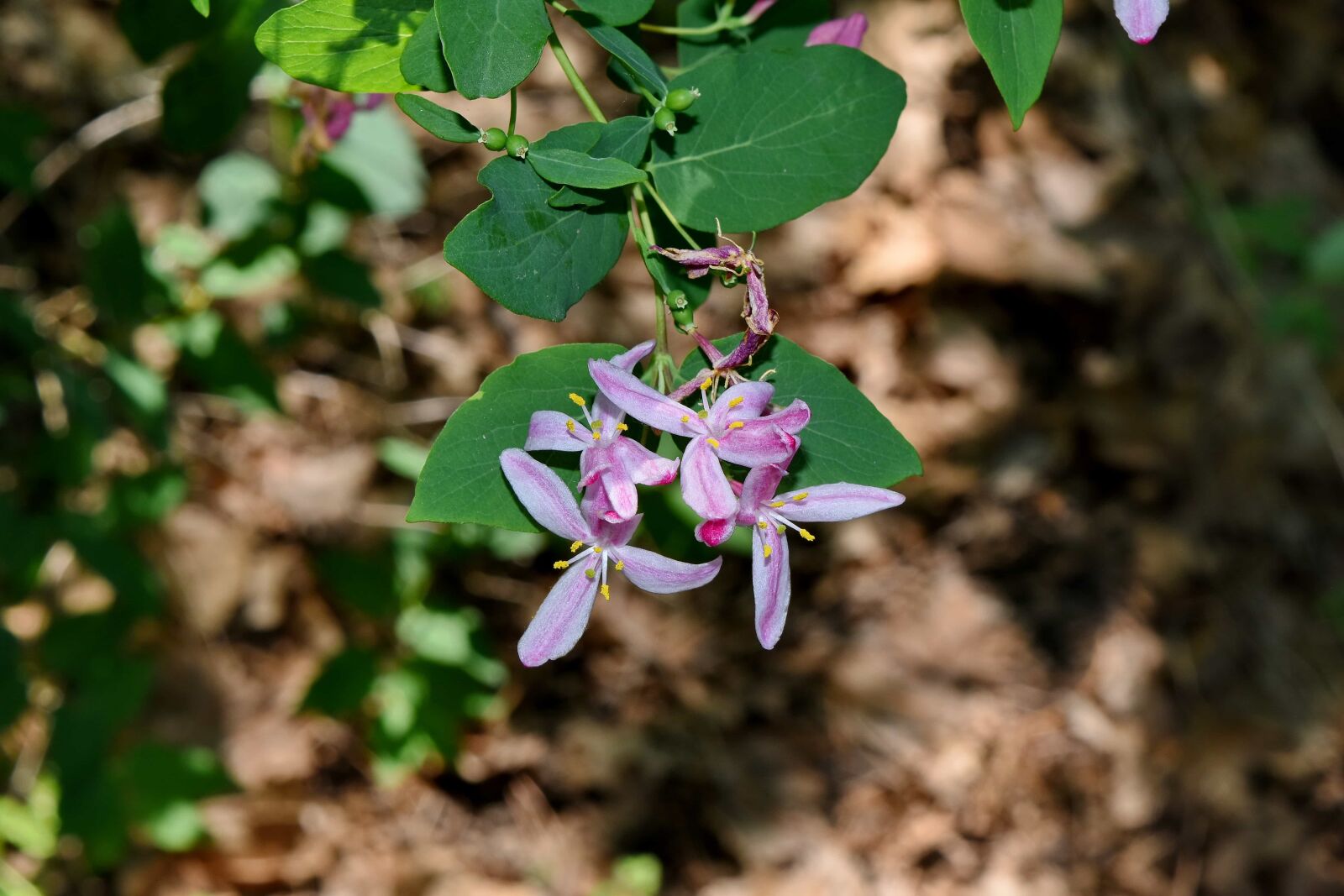 Nikon D5500 sample photo. Shrub, tree, nature, plant photography