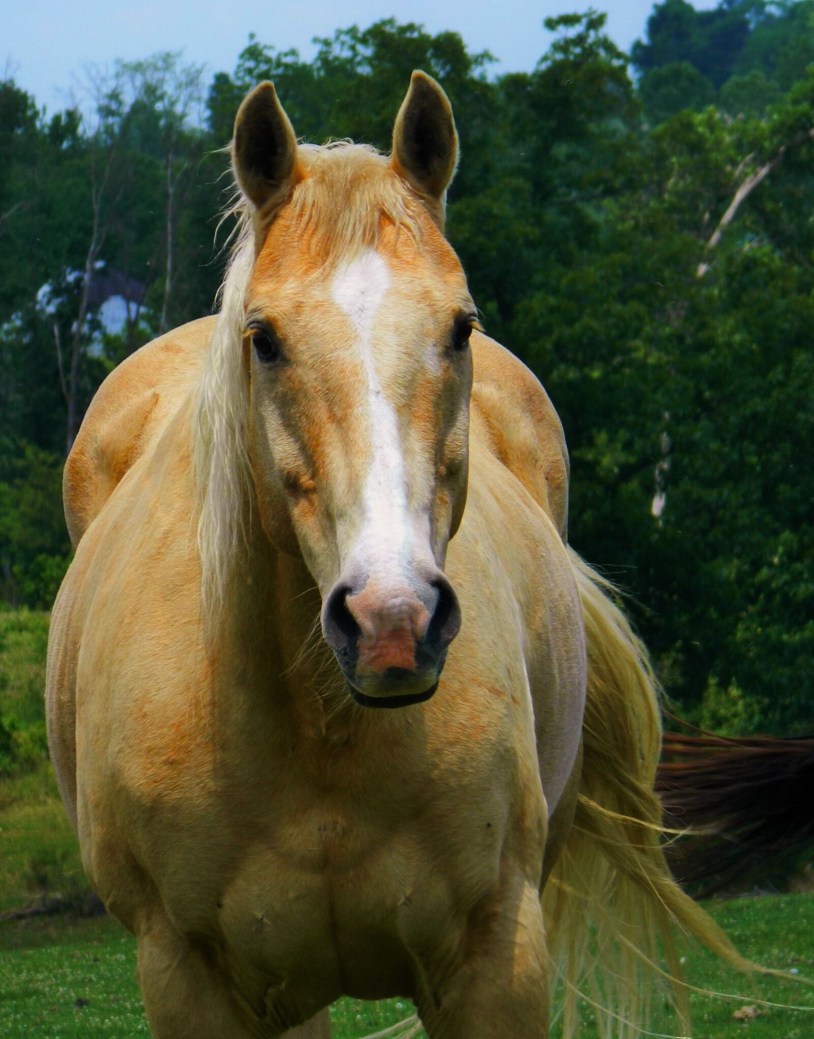 Nikon Coolpix L120 sample photo. Palomino horse, american quarter photography