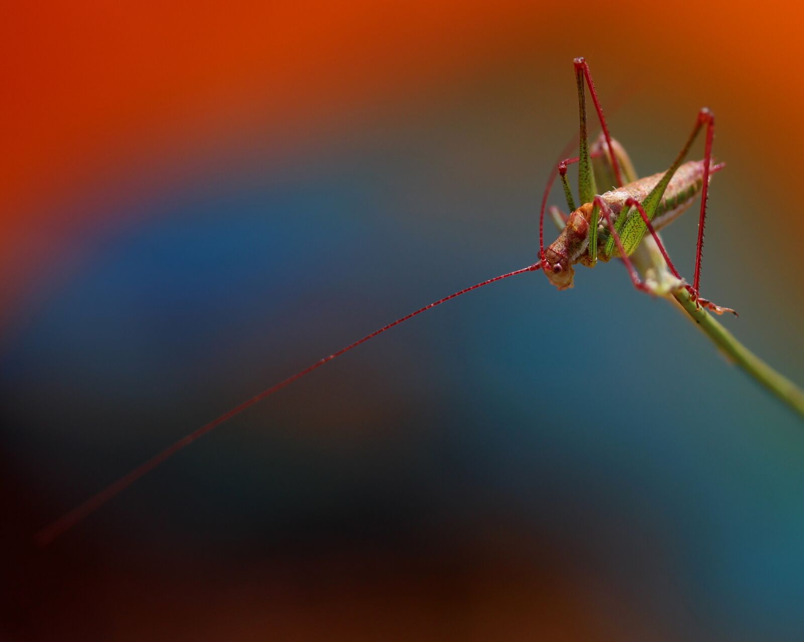 Canon EF-S 60mm F2.8 Macro USM sample photo. Grasshopper, plant, rest photography