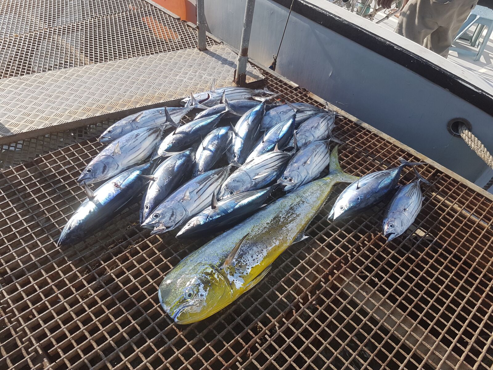 Samsung Galaxy S7 sample photo. Sea bream coryphene, bonito photography