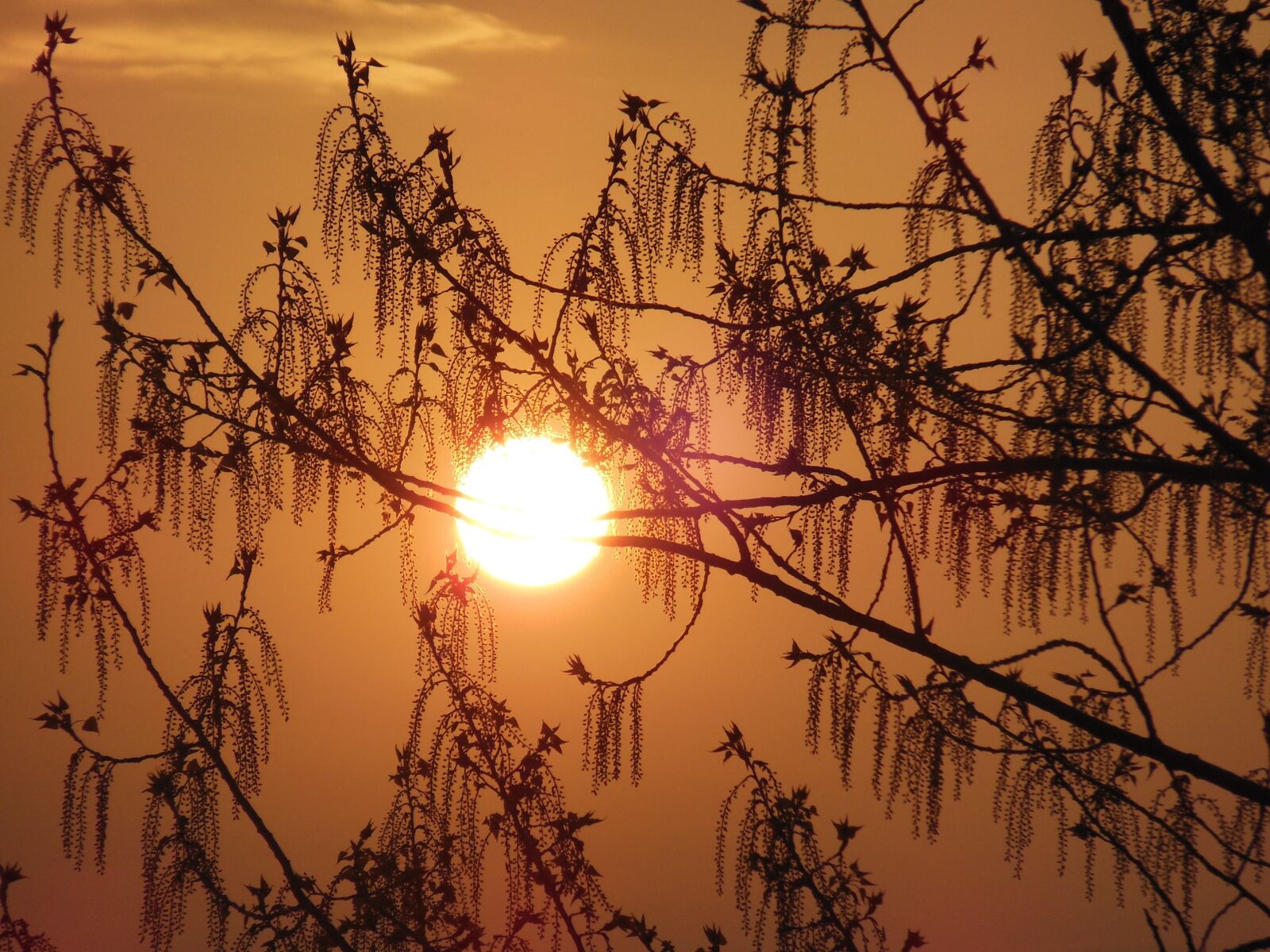 Nikon Coolpix S9300 sample photo. Sunrise, tree, spring photography
