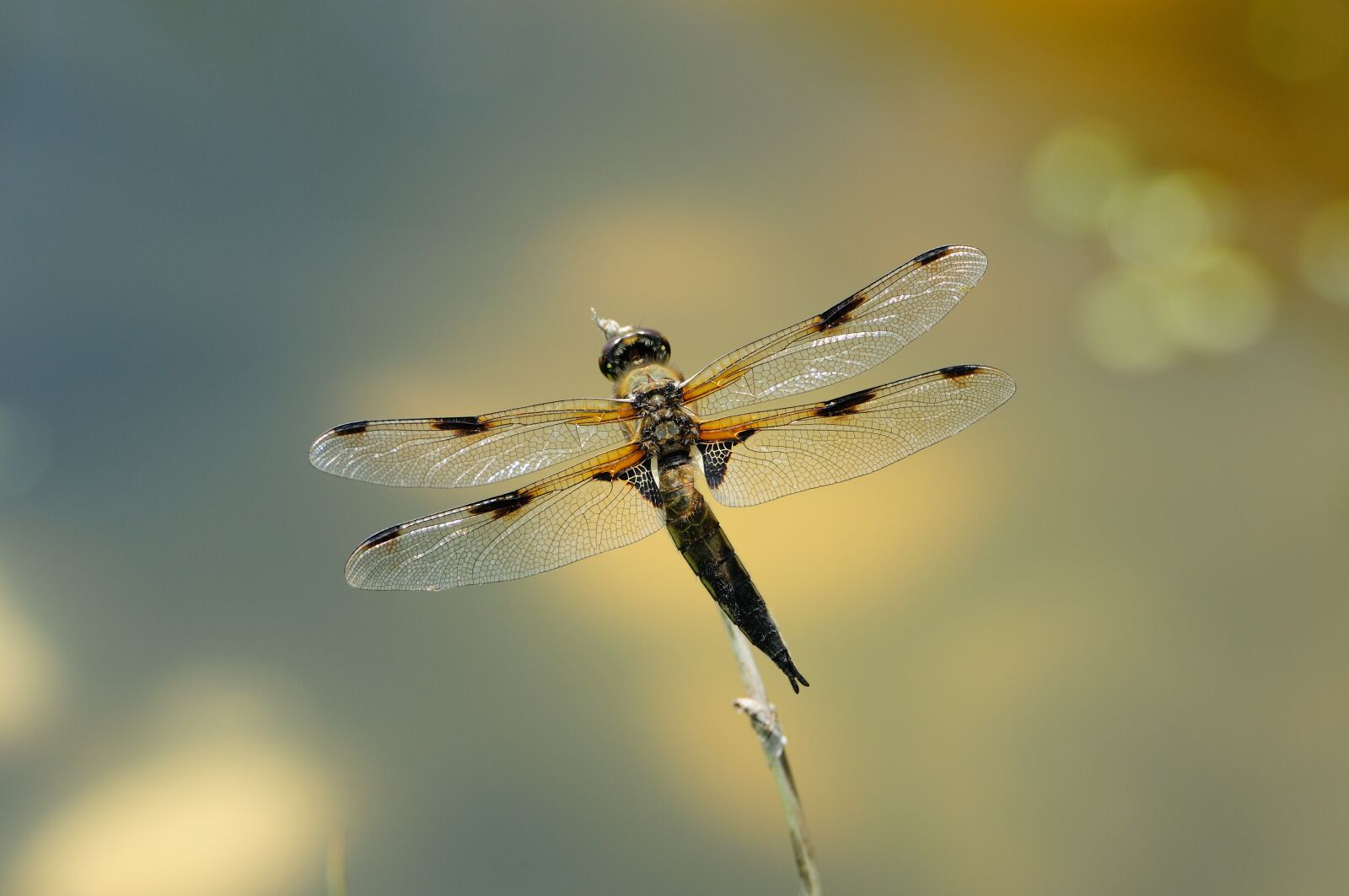Nikon D300S sample photo. Macro, dragonfly, insect photography