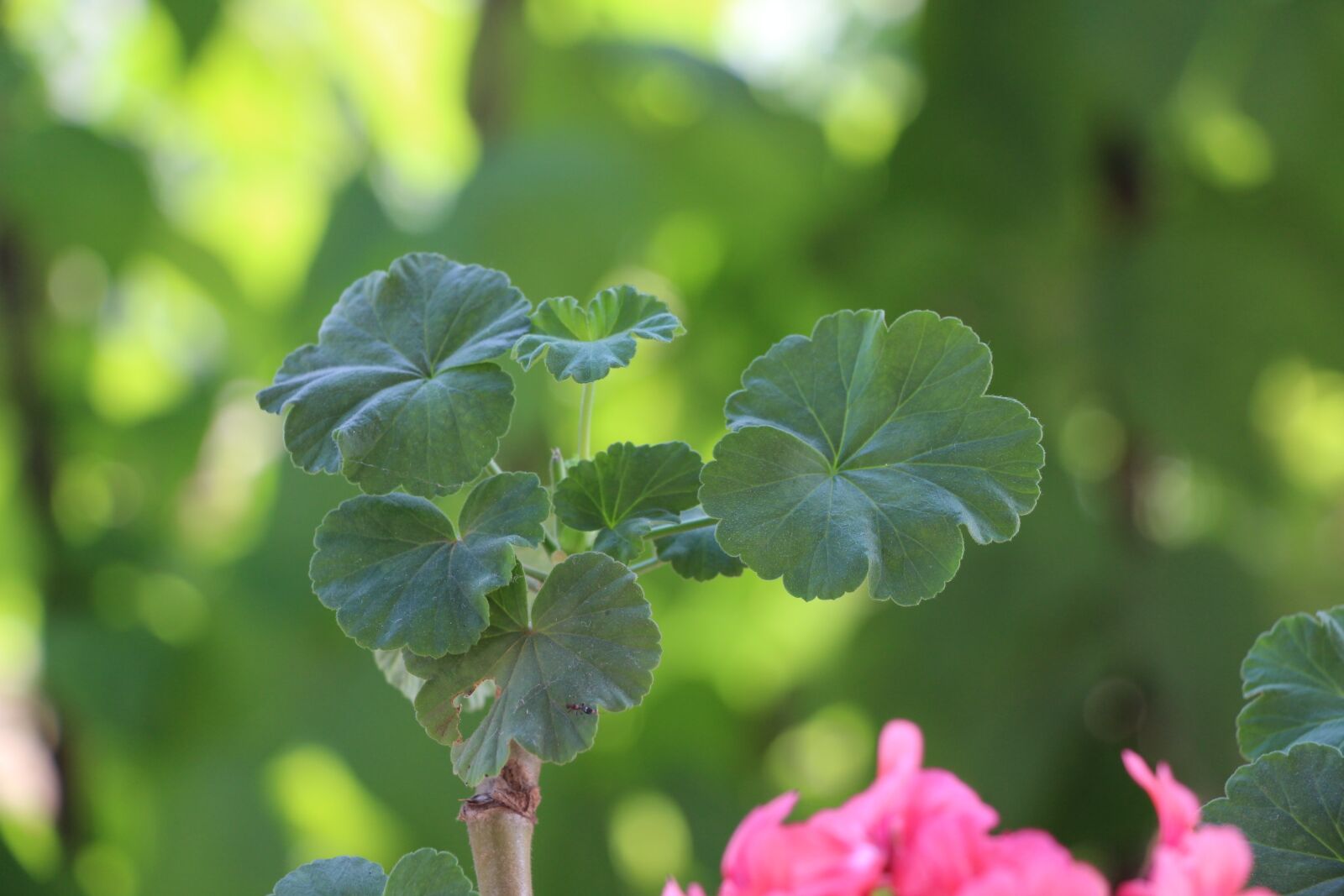 Canon EOS 700D (EOS Rebel T5i / EOS Kiss X7i) sample photo. Geranium, green, blade photography