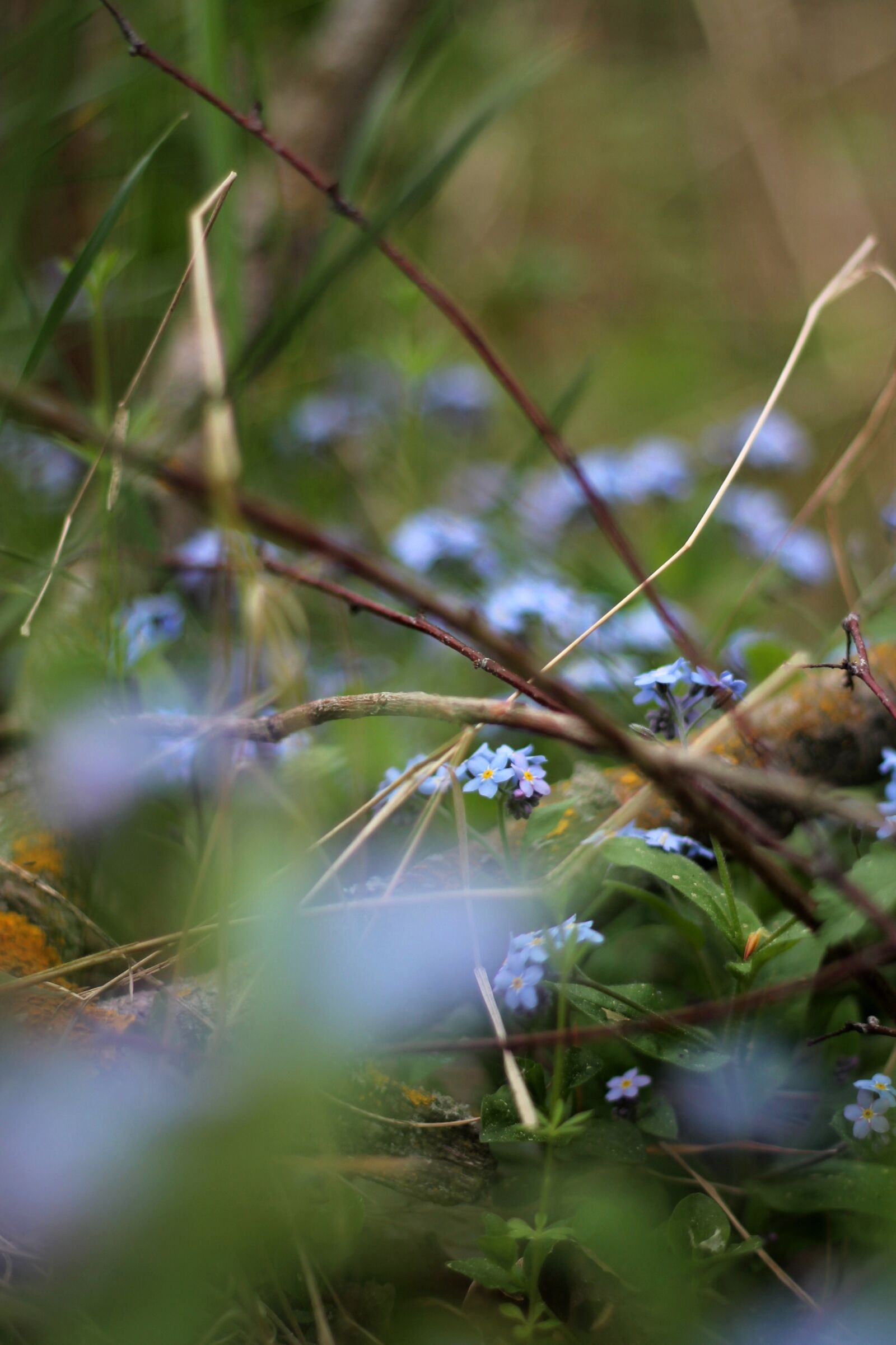 Canon EOS 1100D (EOS Rebel T3 / EOS Kiss X50) + Canon EF 50mm F1.8 II sample photo. Forget-me-not, blue, flower photography