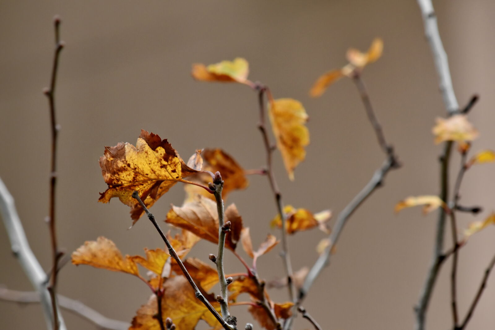 Nikon D5500 sample photo. Autumn season, branch, branches photography