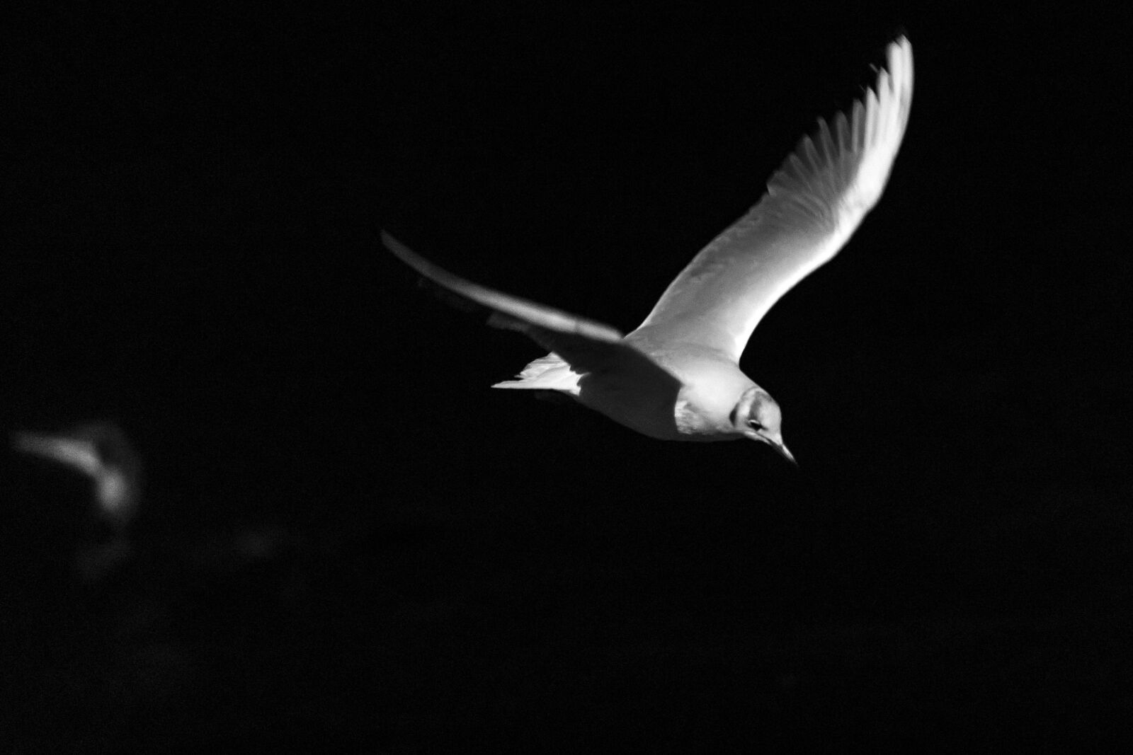Canon EF 70-200mm F2.8L IS USM sample photo. Birds, flight, night photography