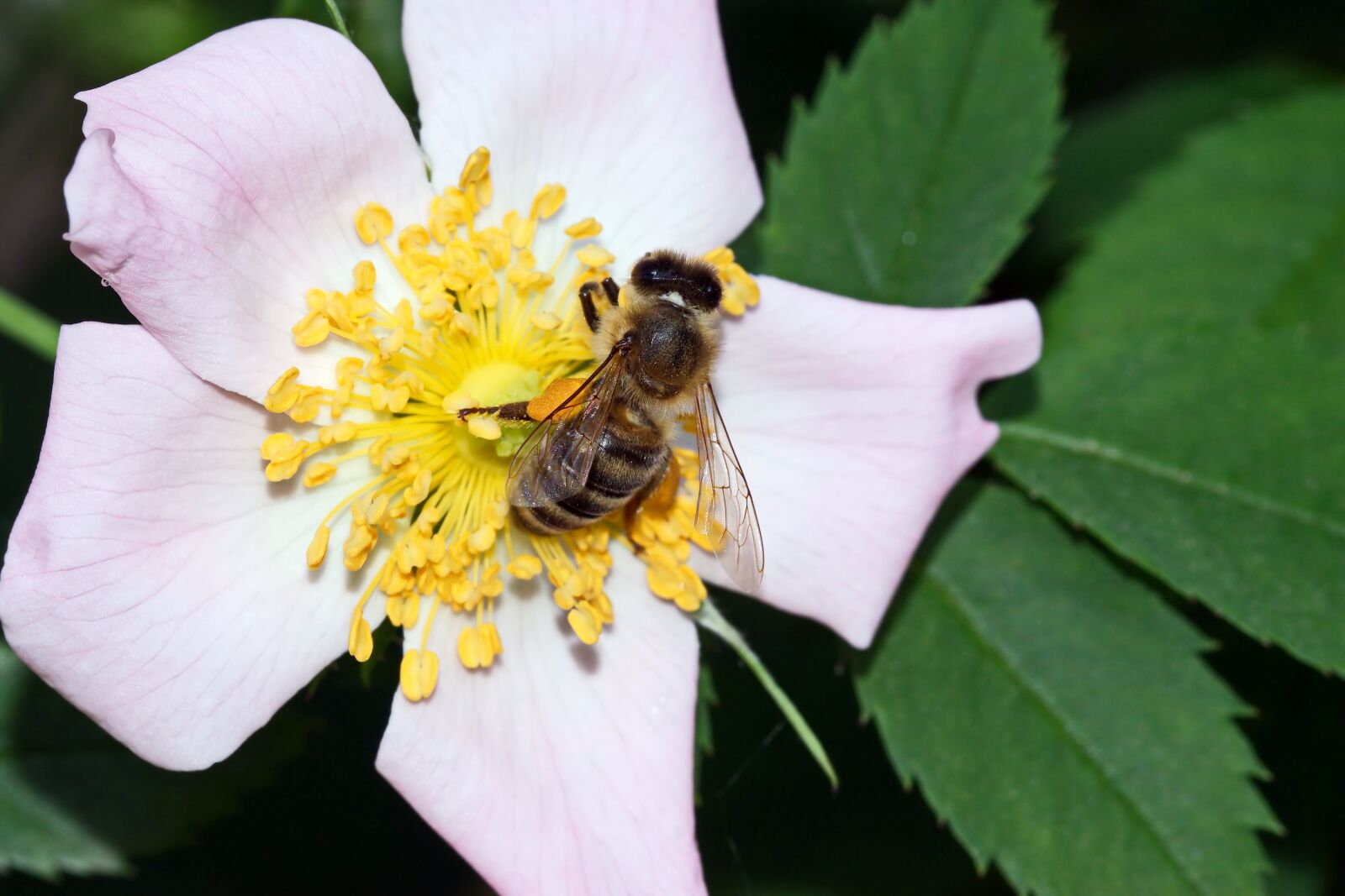 Nikon D5300 sample photo. Bee, insect, flower photography