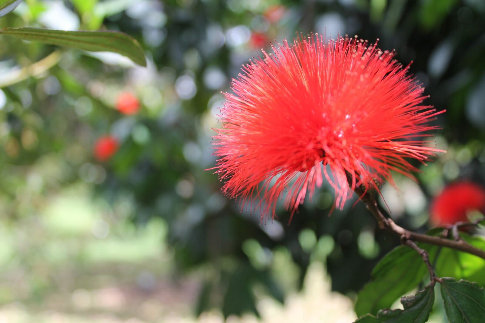 Canon EOS 1100D (EOS Rebel T3 / EOS Kiss X50) sample photo. Flower, nature, garden photography