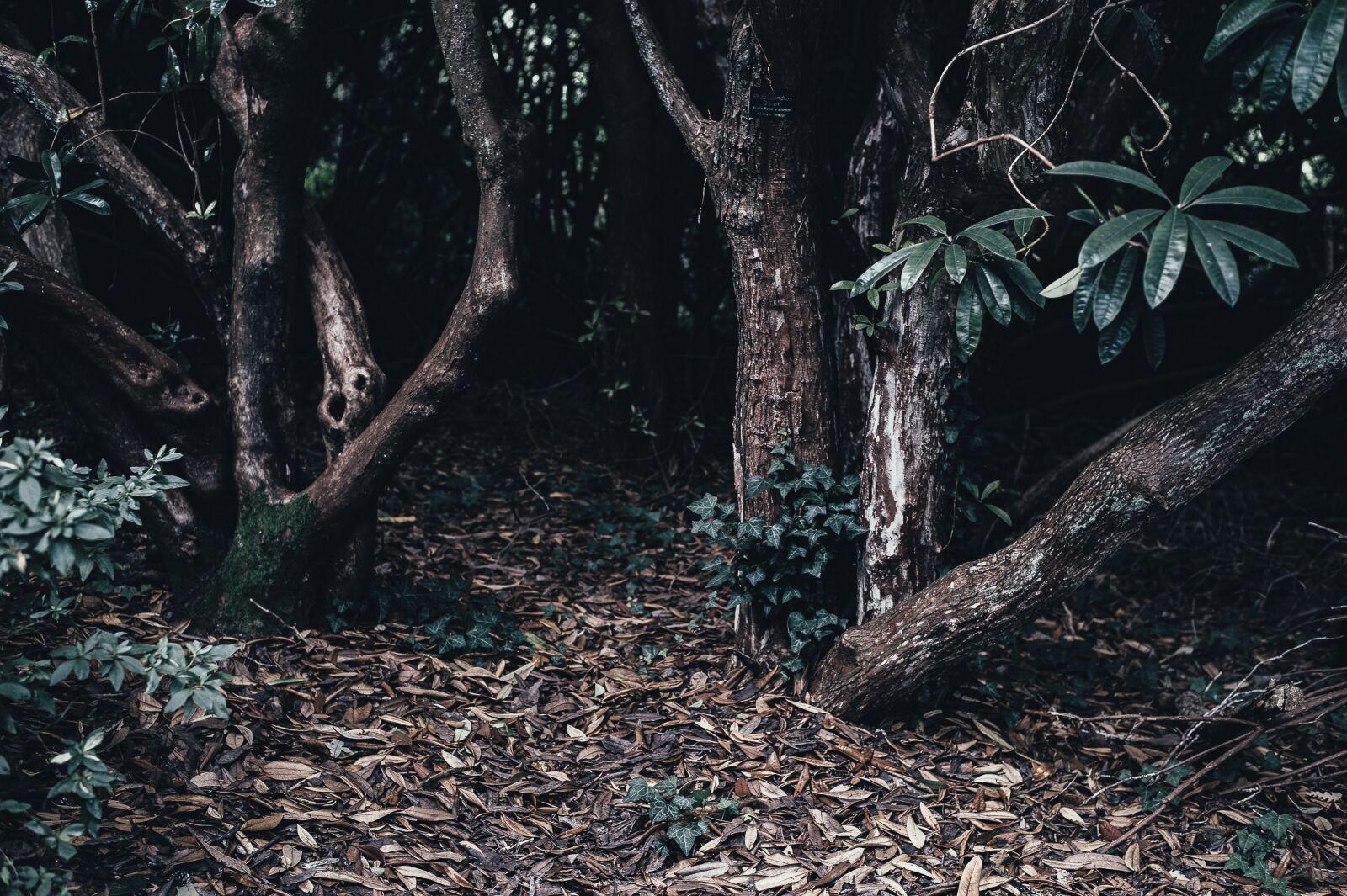 Nikon D4S sample photo. Dark, dry leaves, environment photography