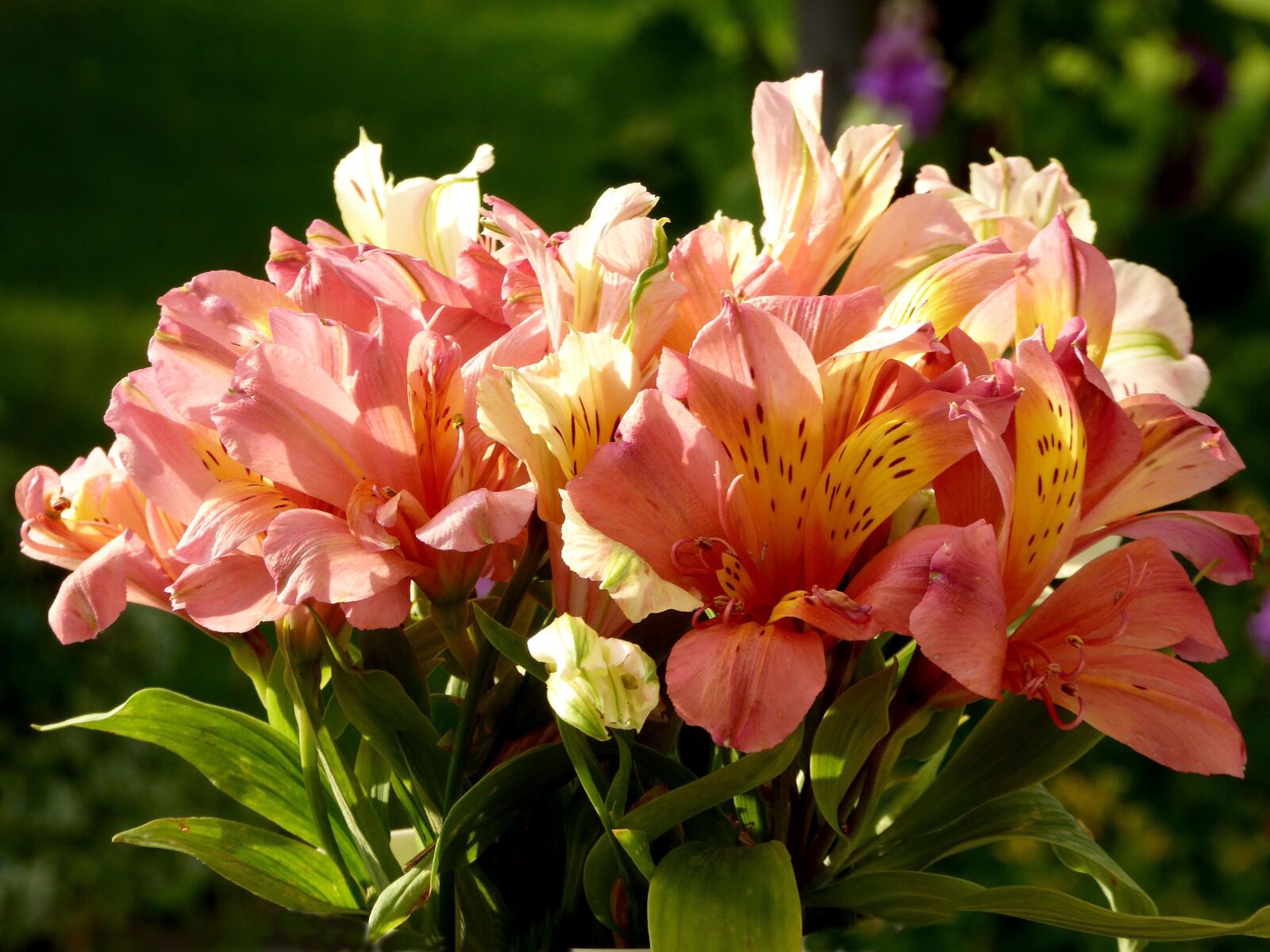 Panasonic DMC-TZ61 sample photo. Flower bouquet, orange, white photography