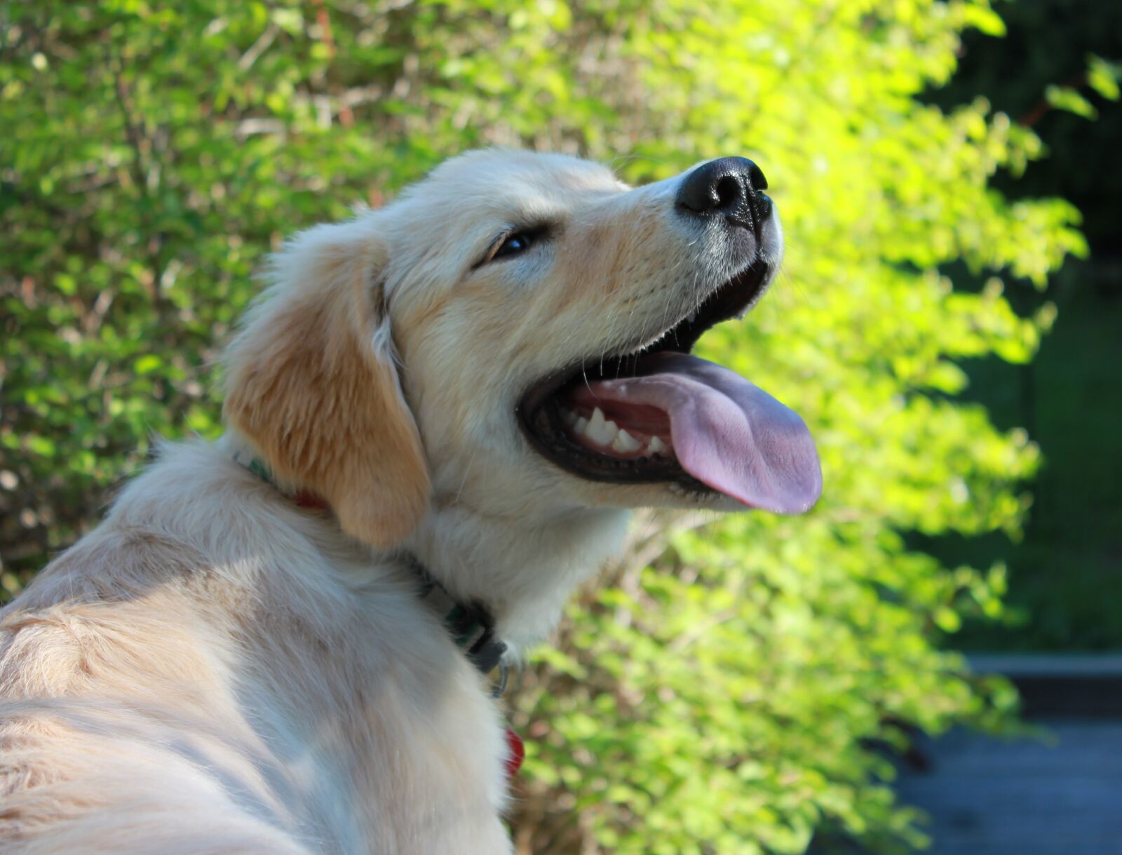 Canon EOS 550D (EOS Rebel T2i / EOS Kiss X4) sample photo. Dog, smiling, happy photography