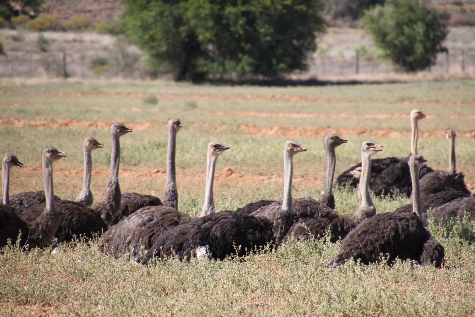 Canon EOS 500D (EOS Rebel T1i / EOS Kiss X3) sample photo. Ostrich, nature, south africa photography