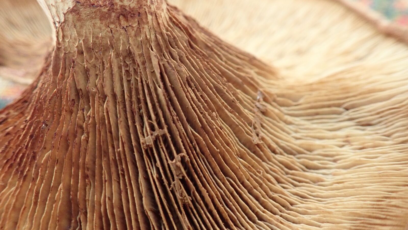 Olympus TG-5 sample photo. Mushroom, wild, nature photography