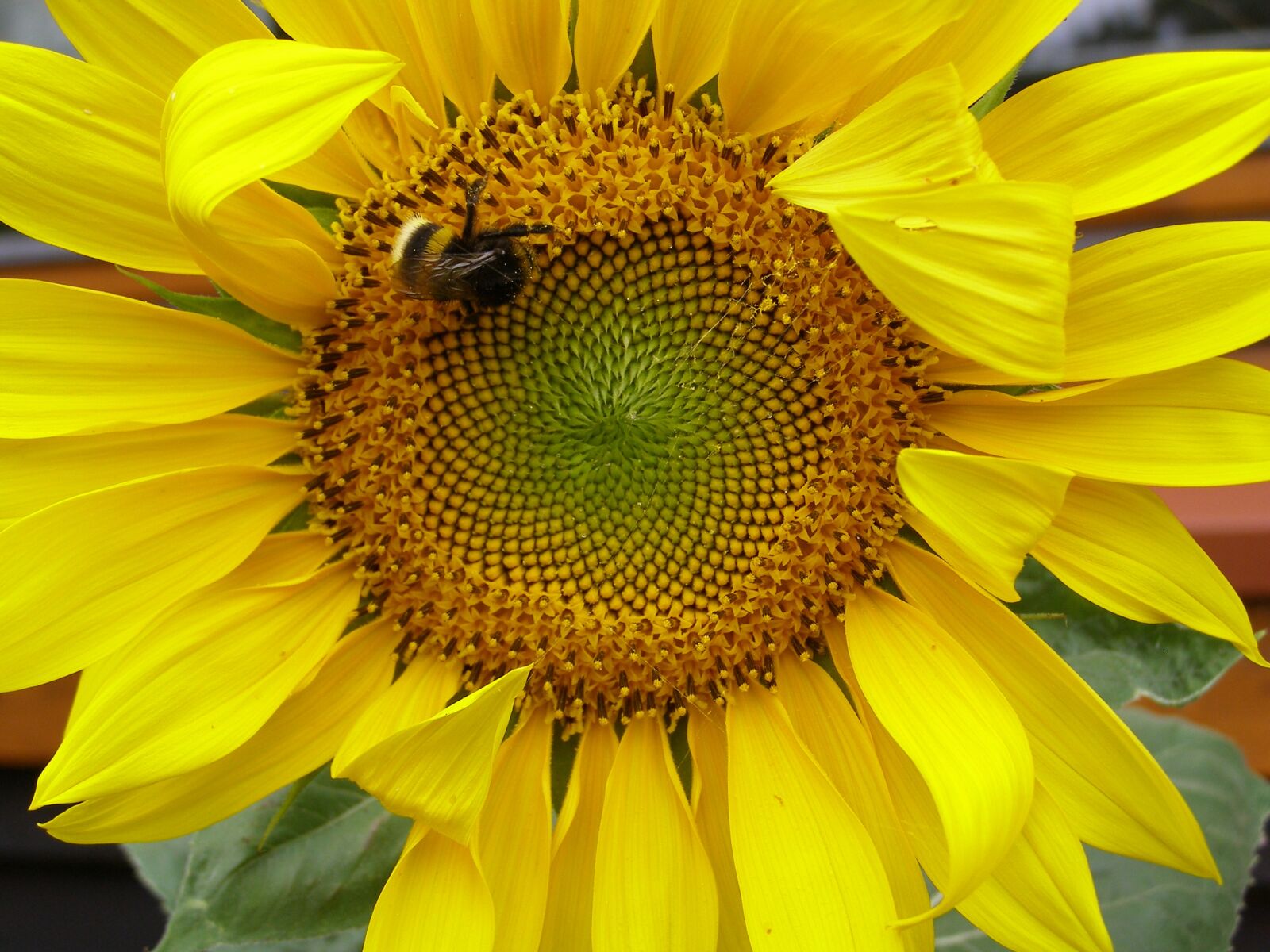 Olympus SP500UZ sample photo. Sunflower, yellow, summer photography