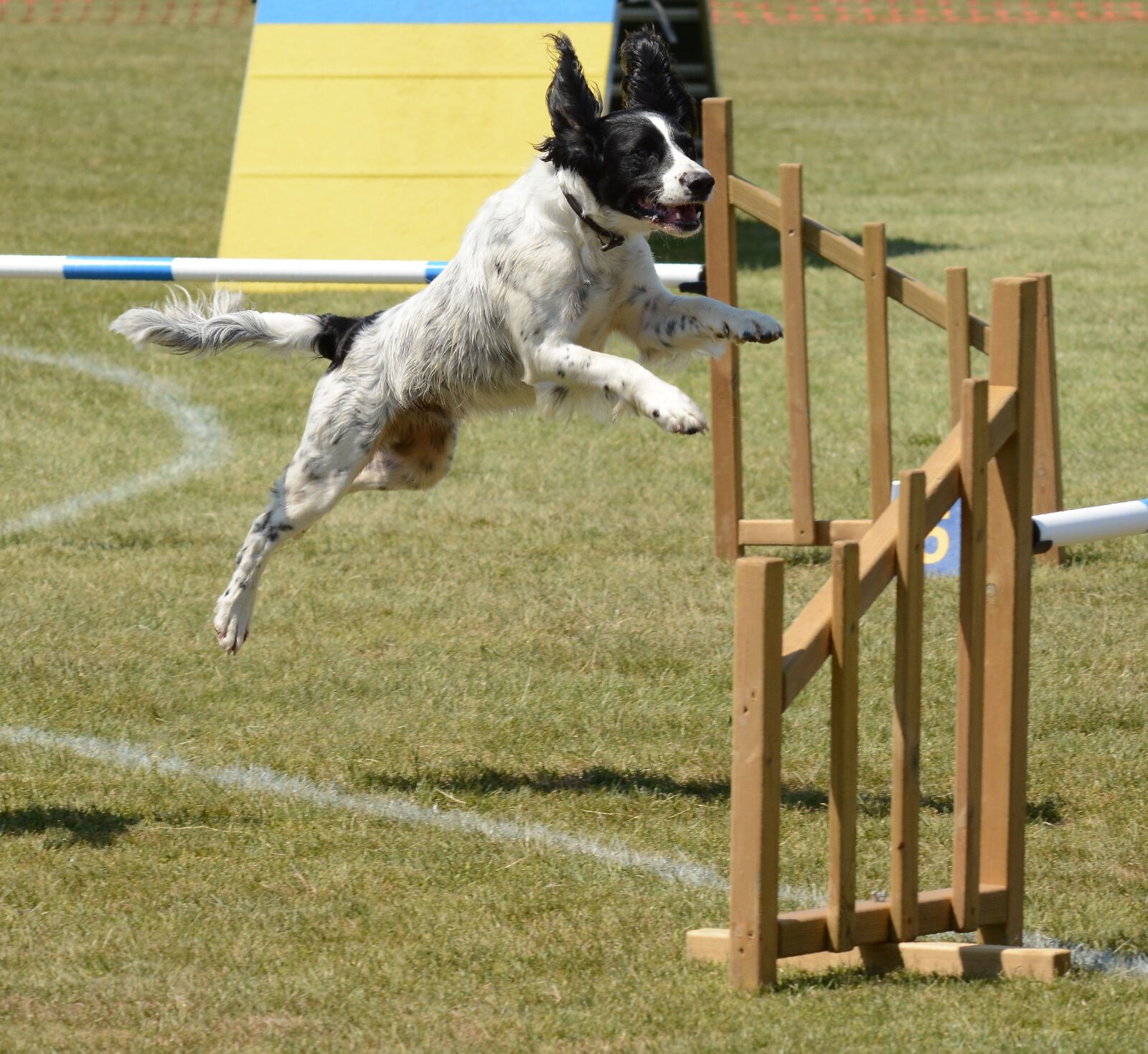 Nikon D7100 sample photo. Spaniel dog, agility, fitness photography