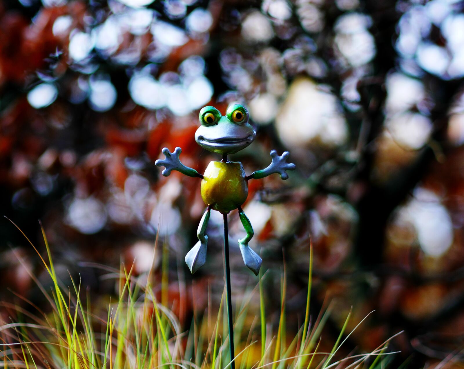 Panasonic DMC-G70 sample photo. Frog, garden, nature photography