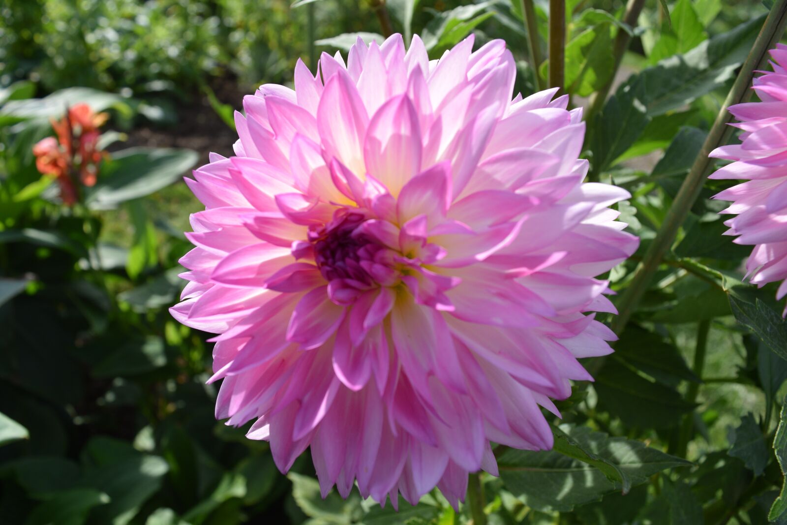 Nikon D5300 sample photo. Pink flowers, nature, spring photography