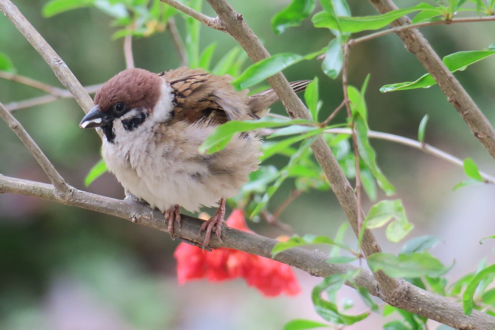 Canon PowerShot G3 X sample photo. Bird, nature, outdoor photography