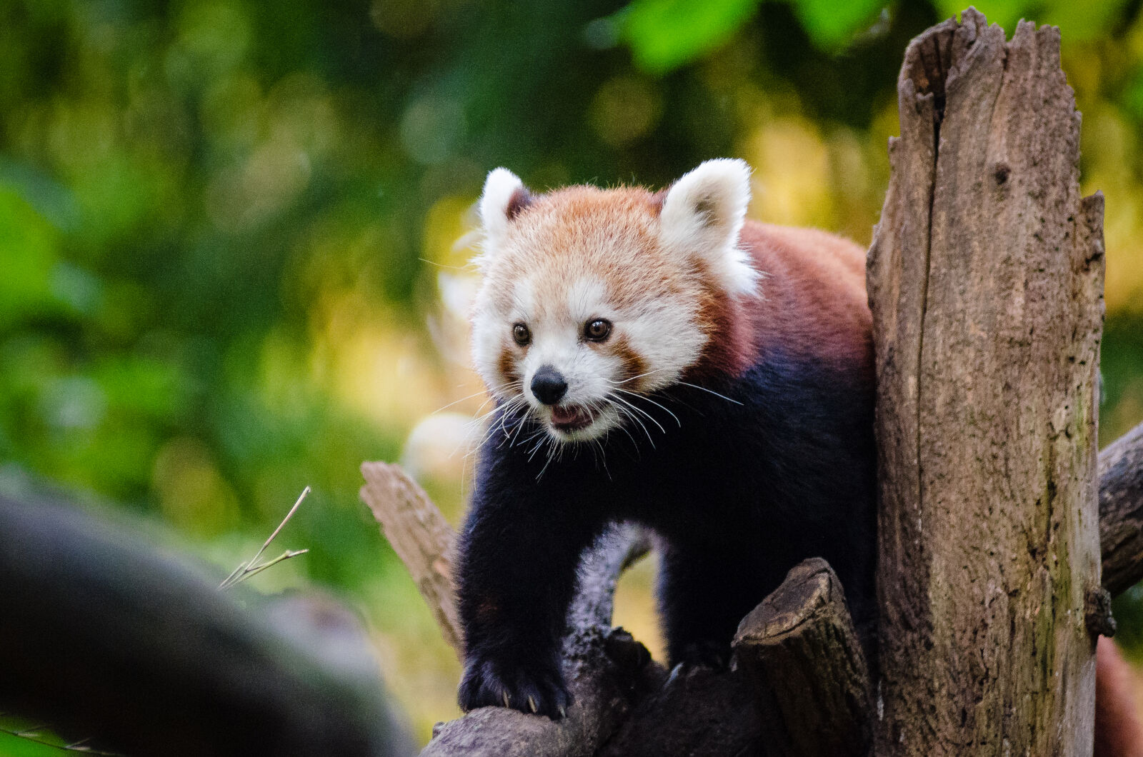 AF Zoom-Nikkor 80-200mm f/2.8 ED sample photo