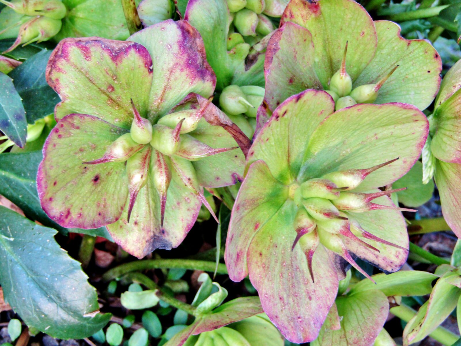 Canon POWERSHOT SX432 IS sample photo. Christmas rose, faded, green photography
