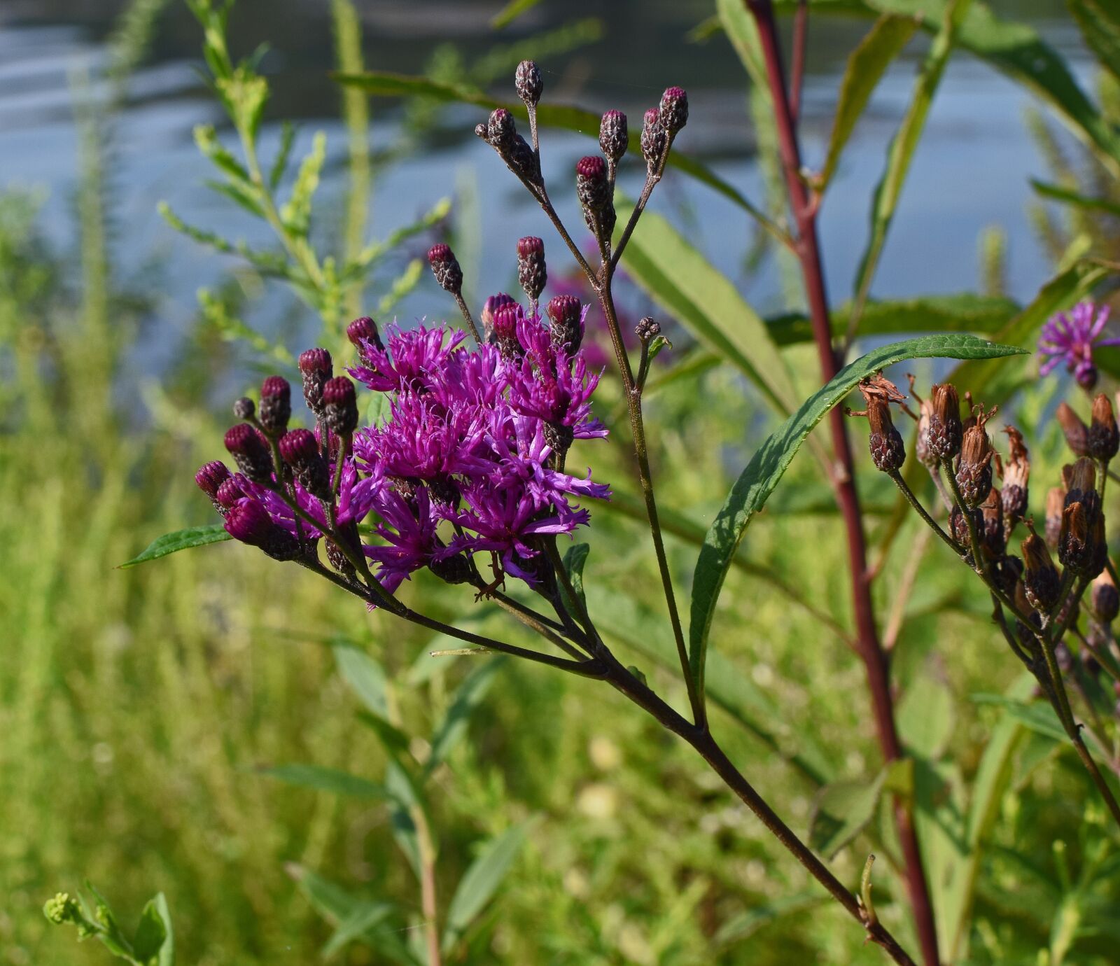 Nikon D3300 sample photo. Ironweed, flower, blossom photography