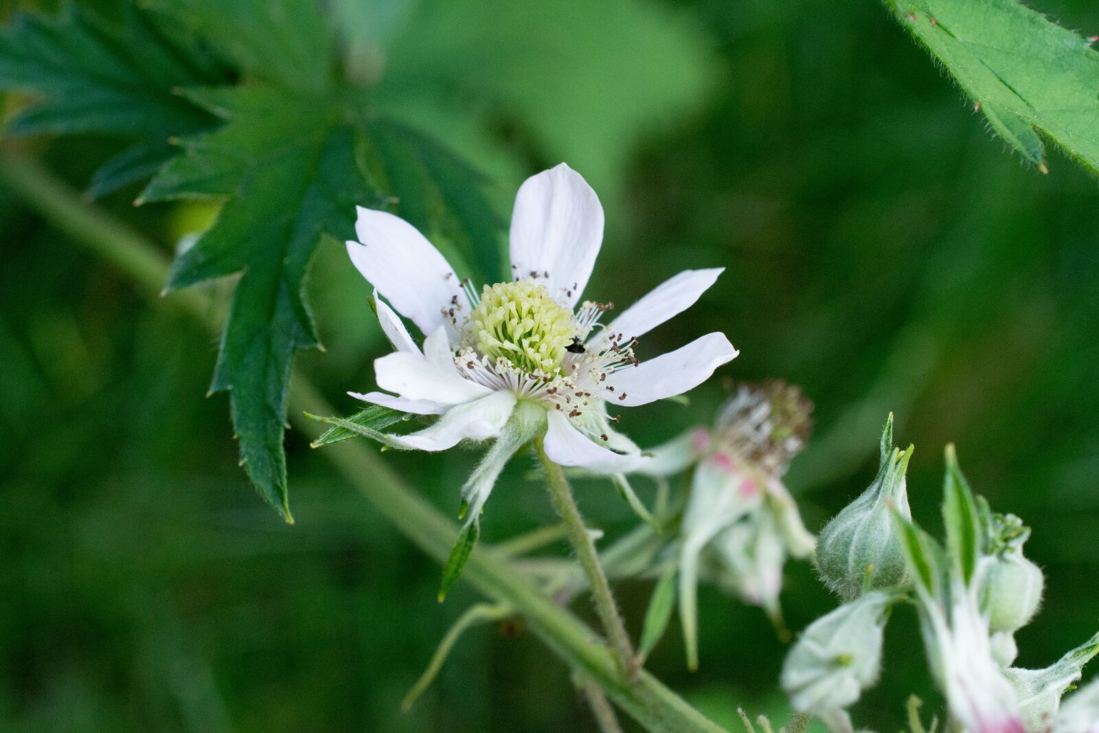 Nikon D7200 sample photo. Blackberry, blossom, bloom photography