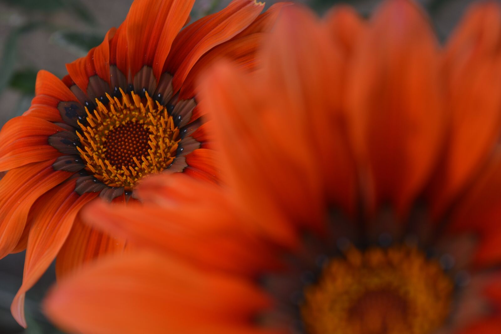 Nikon D5200 sample photo. Orange, spring, garden photography