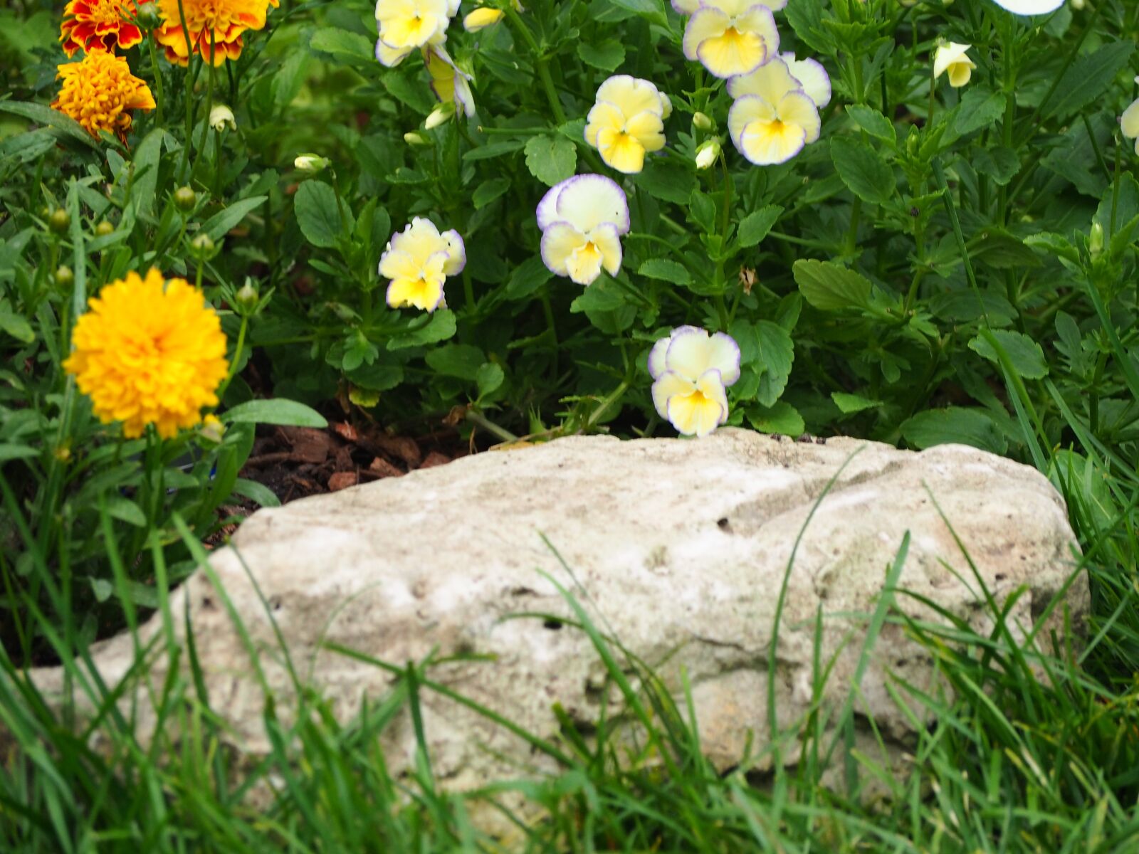 Olympus OM-D E-M10 sample photo. Garden, flower, plants photography