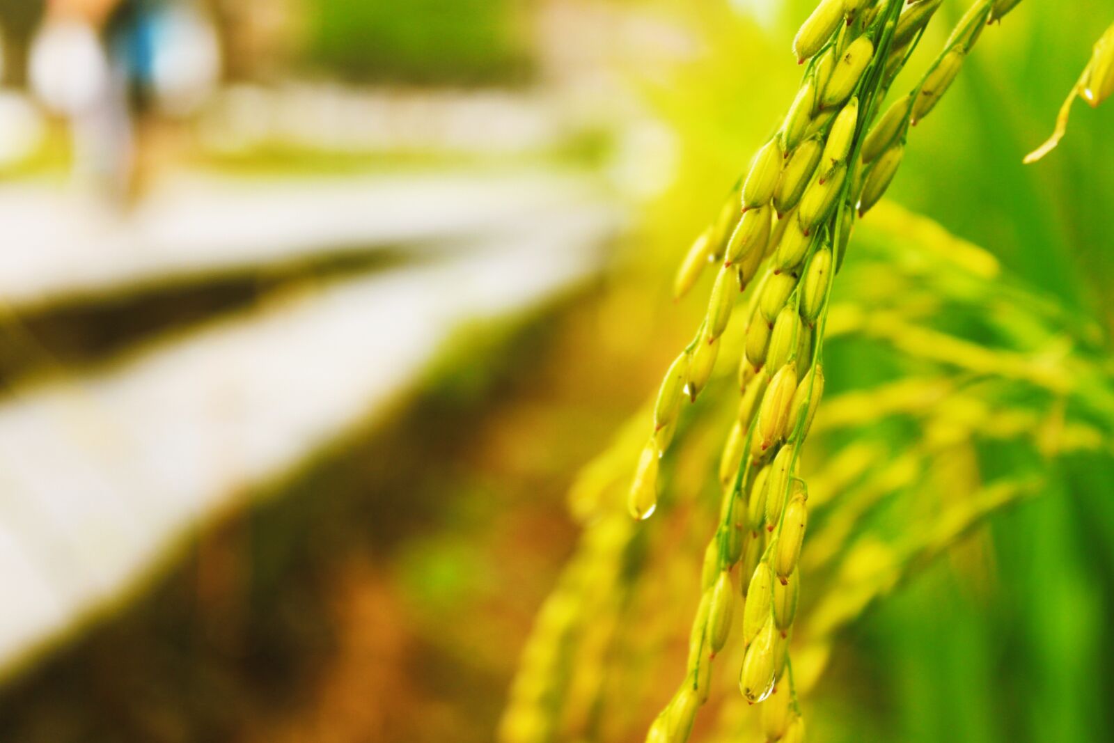 Canon EOS 500D (EOS Rebel T1i / EOS Kiss X3) sample photo. Rice, in rice field photography