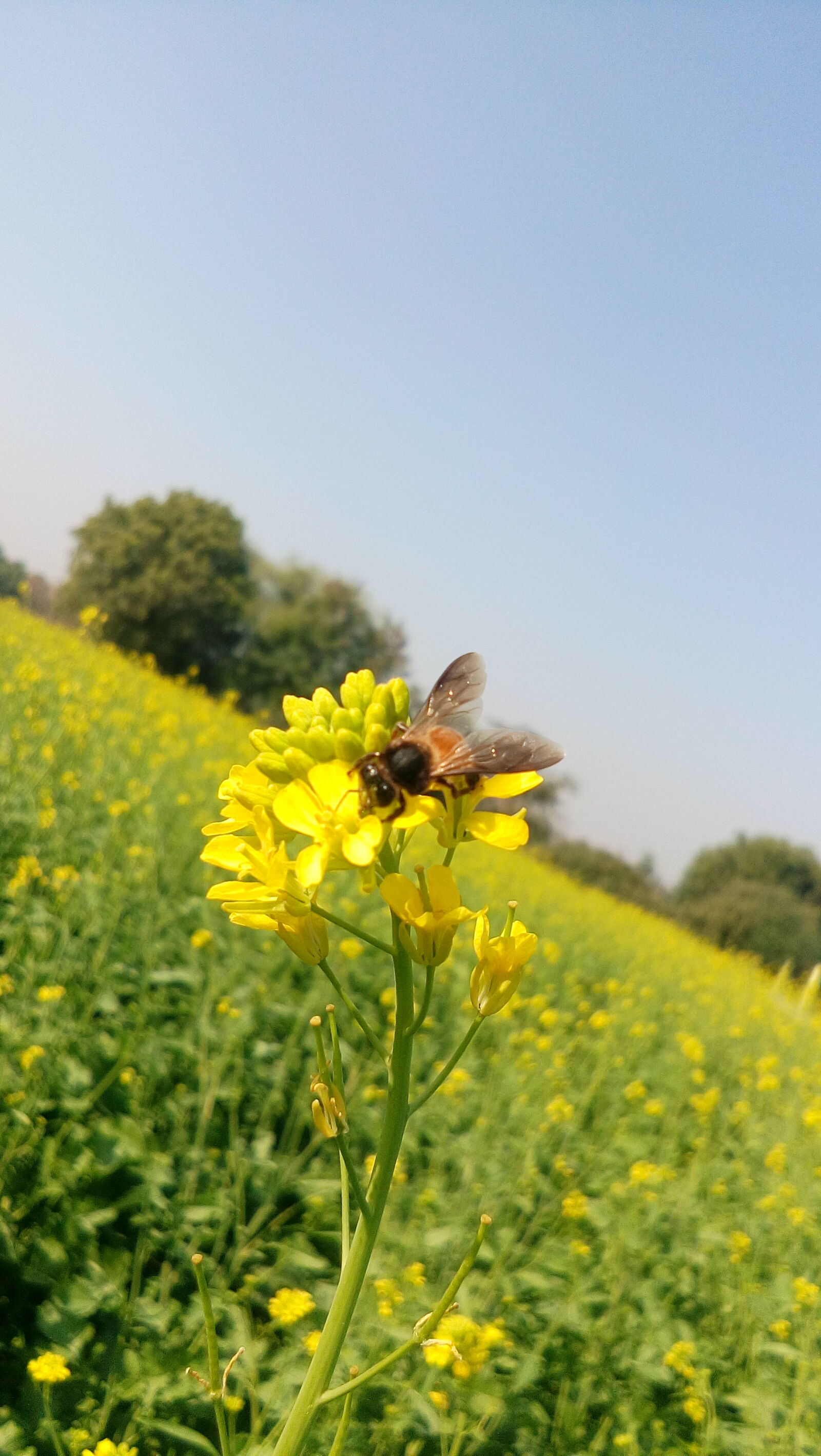 vivo Y31i sample photo. Bee, corn, field, field photography