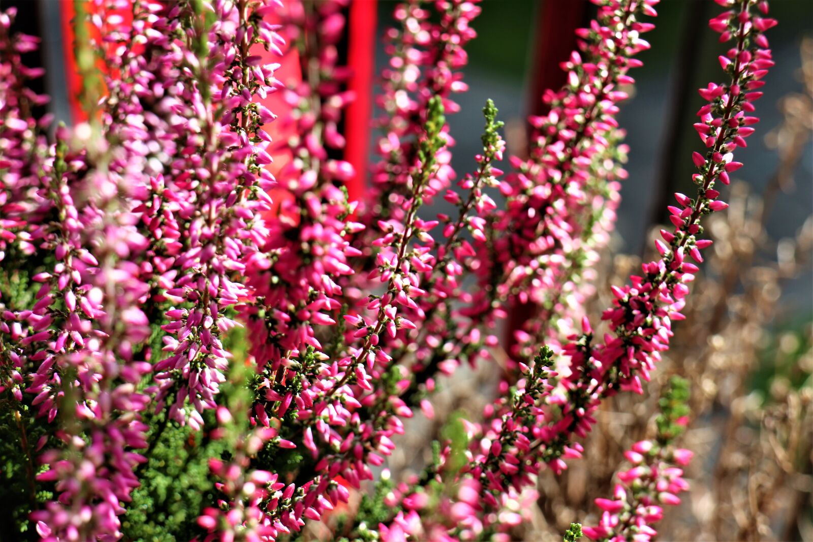 Canon EOS M6 sample photo. Heather flowers, flowers, plant photography