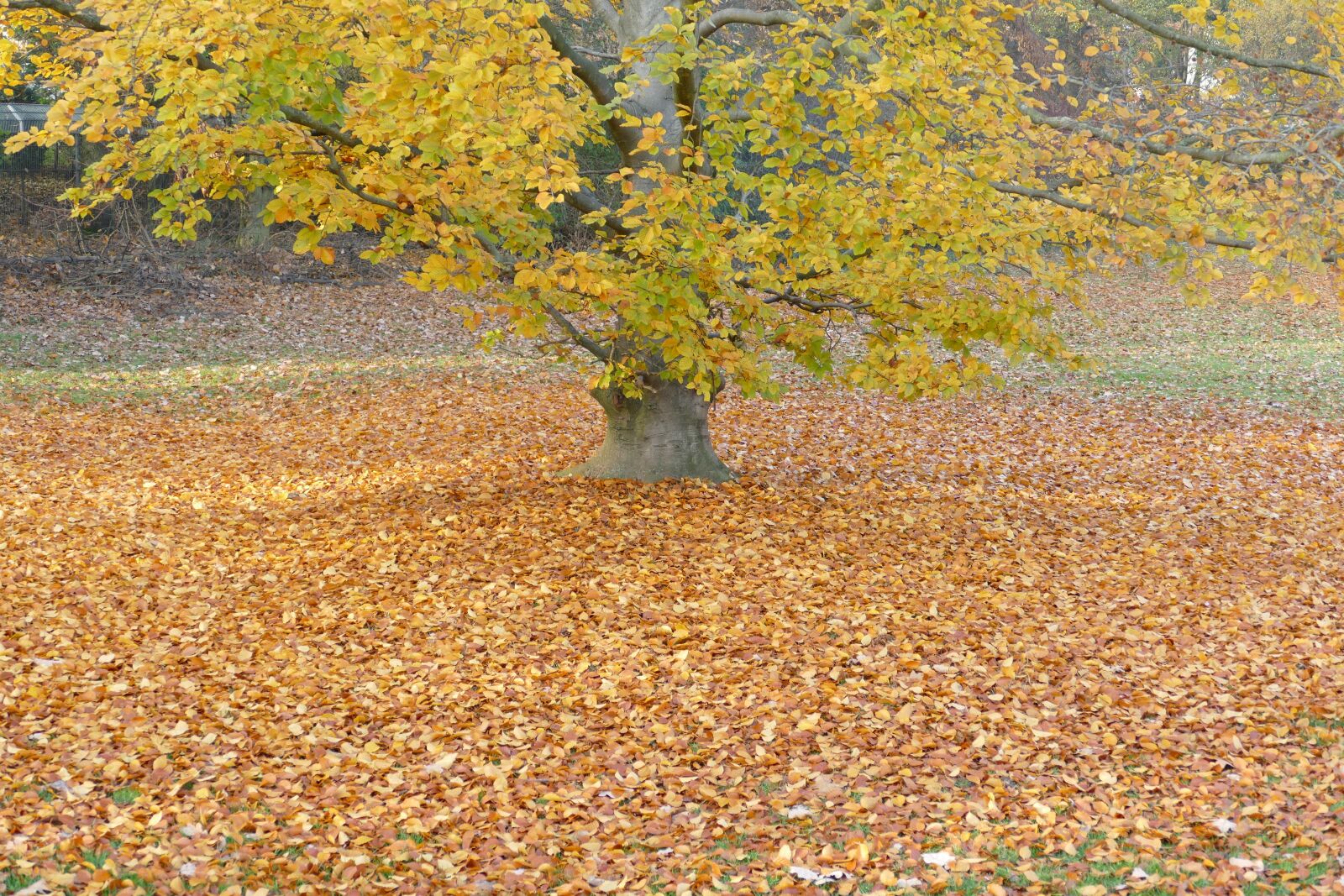 Panasonic Lumix DMC-FZ1000 sample photo. Autumn, tree, golden autumn photography