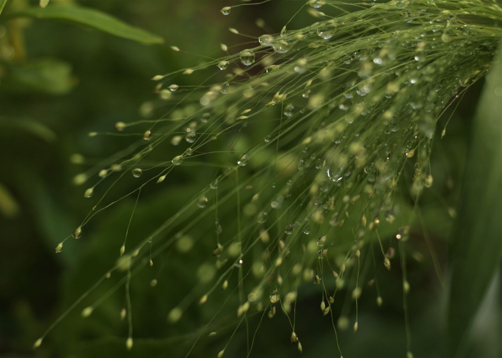 Canon EOS 1300D (EOS Rebel T6 / EOS Kiss X80) sample photo. Drops, beauty, water photography