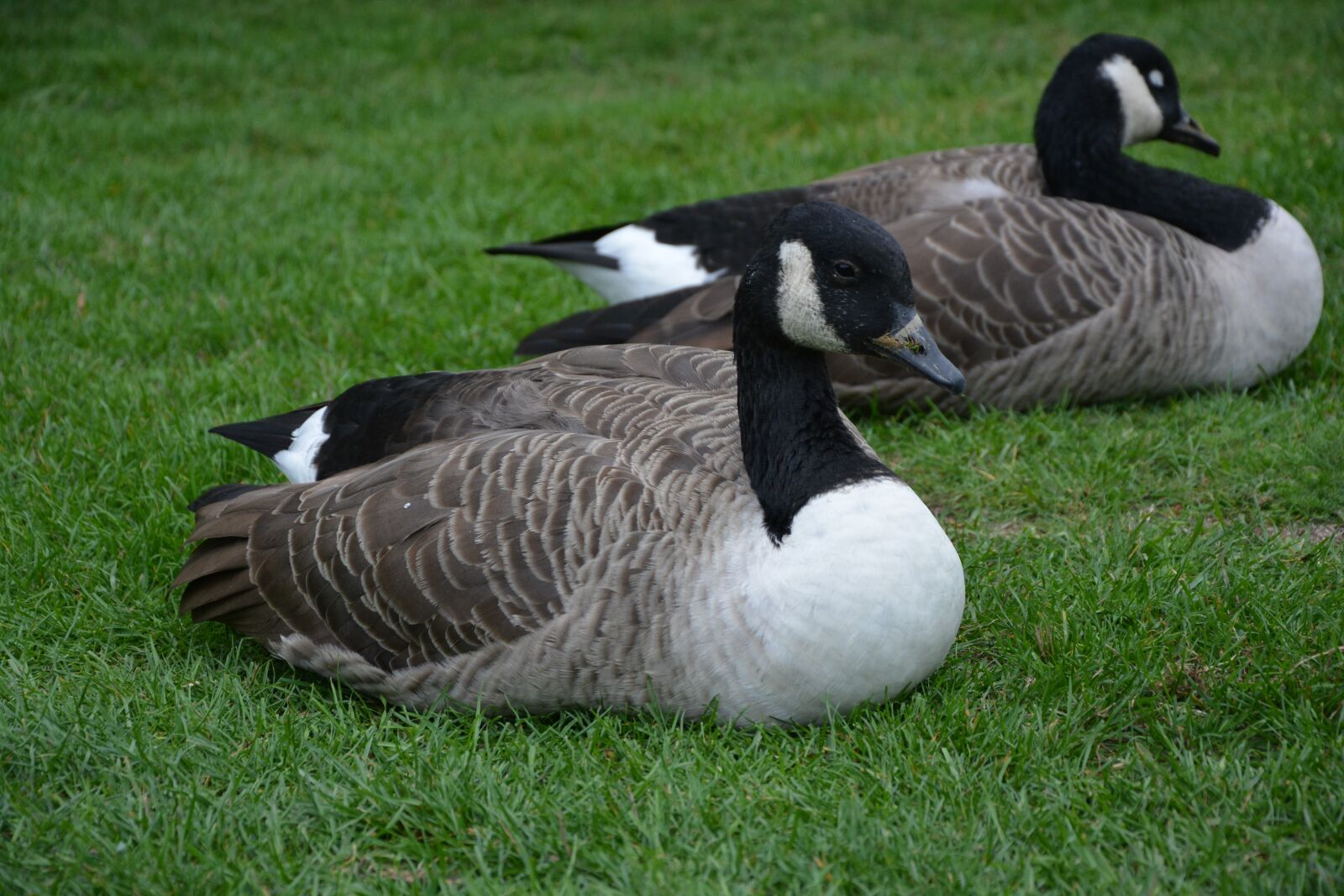 Nikon D5200 sample photo. Duck, bird, nature photography