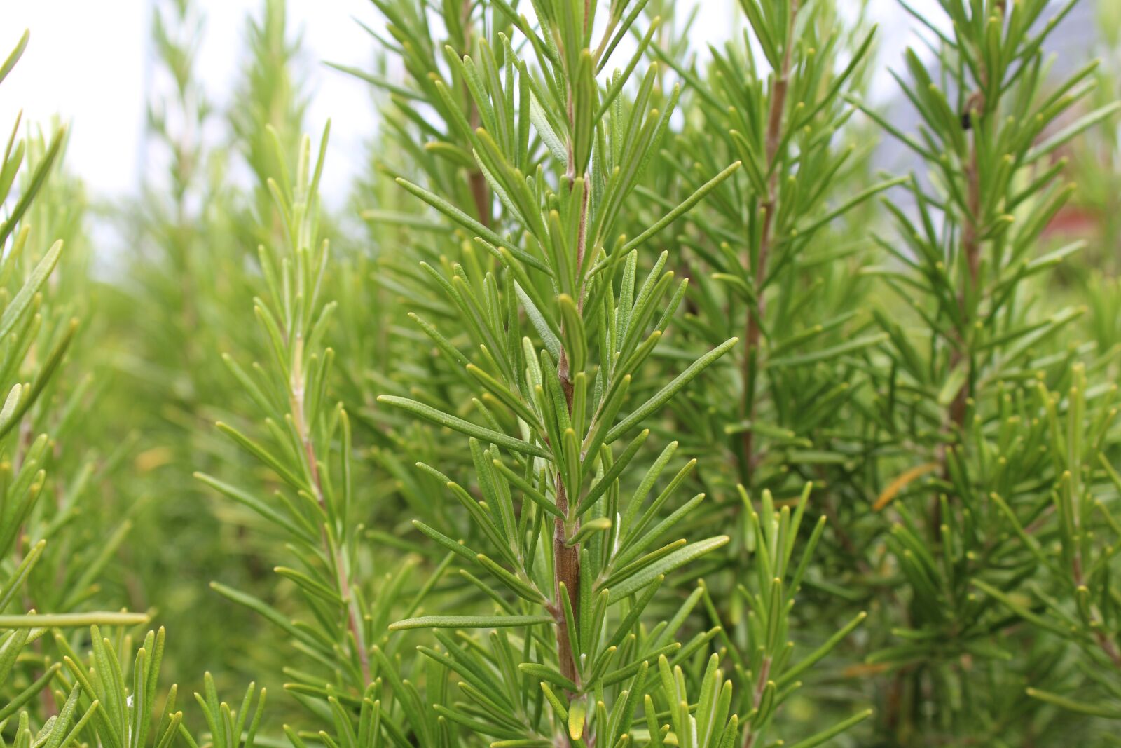 Canon EOS 1300D (EOS Rebel T6 / EOS Kiss X80) sample photo. Rosemary, green, fresh photography