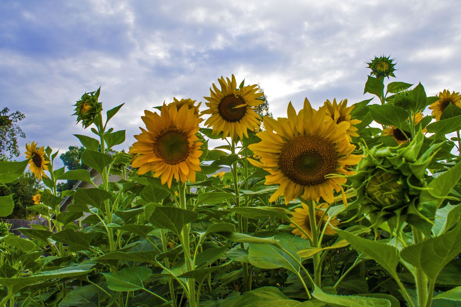 Canon EOS 1100D (EOS Rebel T3 / EOS Kiss X50) sample photo. Sunflowers, garden, flowers photography