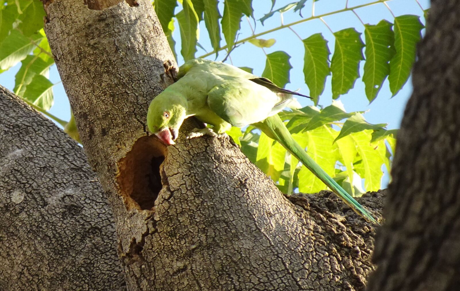 Sony DSC-WX800 sample photo. Bird, parakeet, rose-ringed photography