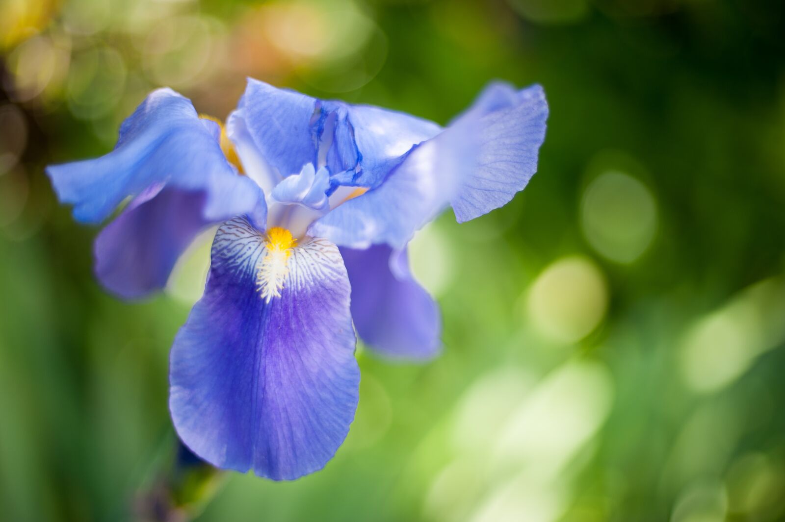 Nikon D700 sample photo. Iris, blue blossom, garden photography