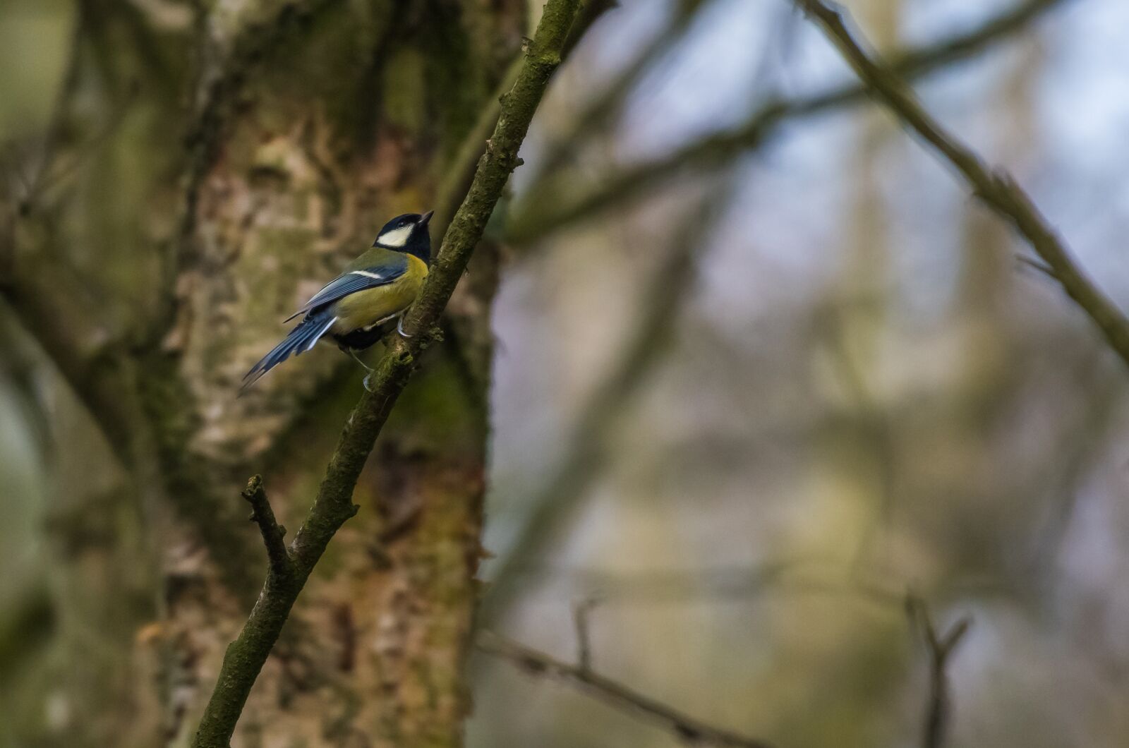 Nikon D500 sample photo. Bird, great tit, nature photography