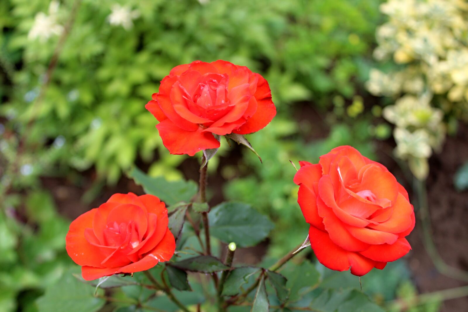 Canon EOS 1300D (EOS Rebel T6 / EOS Kiss X80) sample photo. Rose, garden, flower photography